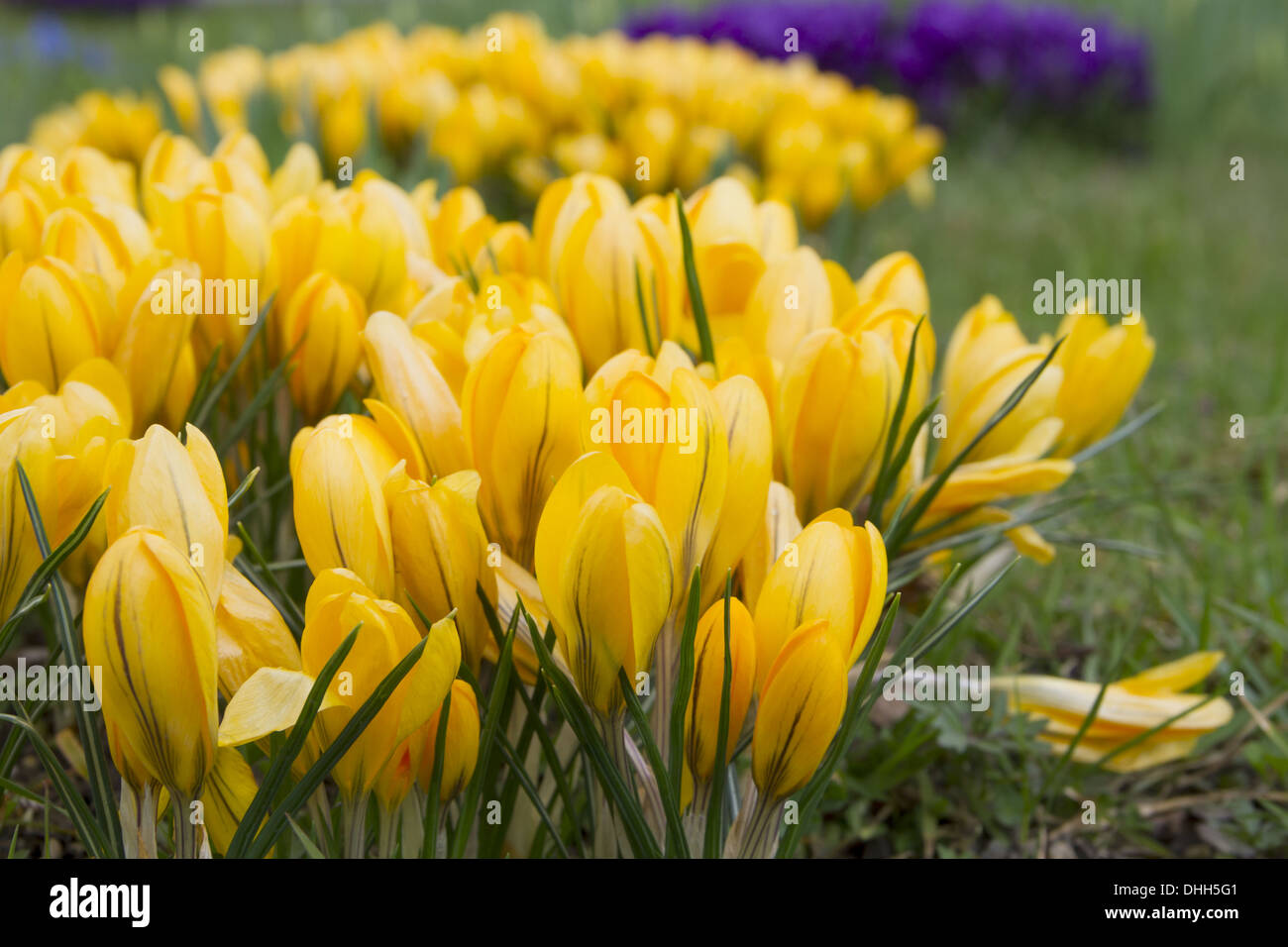 Busch Stockfoto
