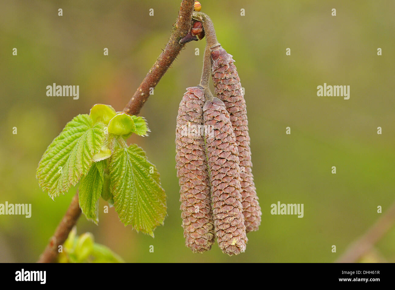 Corylus avellana Stockfoto