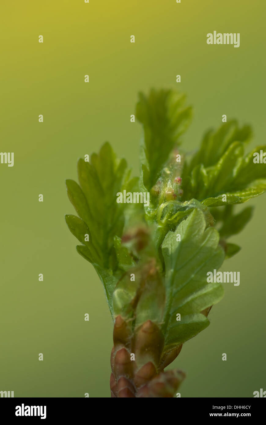 Neue Eichenlaub Stockfoto