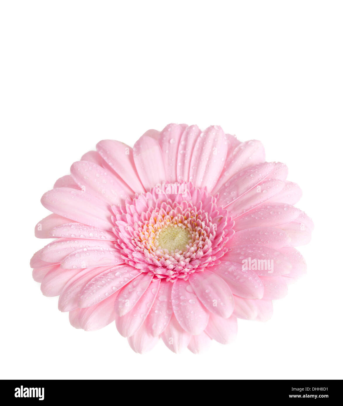 Gerbera Blume isoliert auf weißem Hintergrund. Stockfoto