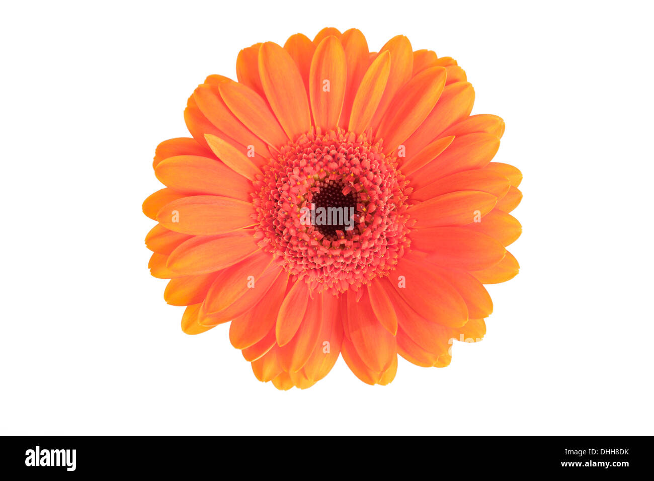 Orange Gerbera Blume isoliert auf weißem Hintergrund. Stockfoto