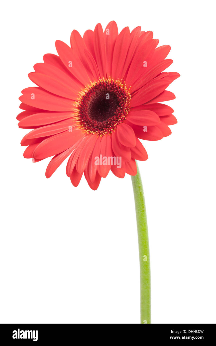 Rote Gerbera Blume isoliert auf weißem Hintergrund. Stockfoto