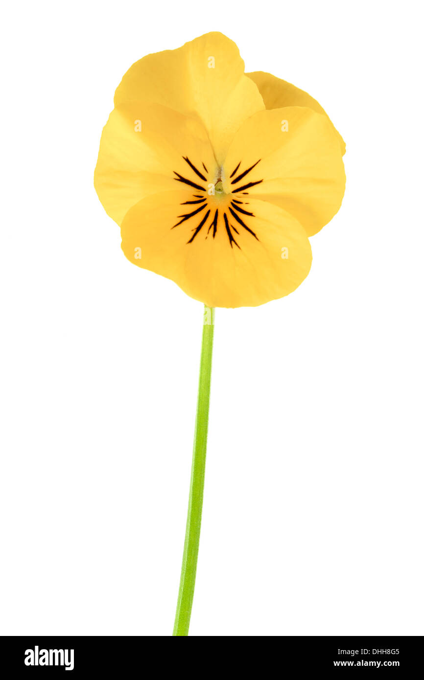 Gelbe Stiefmütterchen Blume isoliert auf weißem Hintergrund mit geringen Schärfentiefe Stockfoto