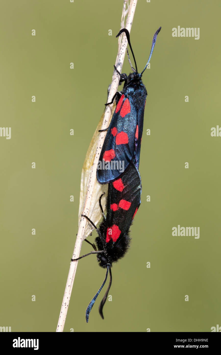5 entdeckt Burnet Motten gepaart Stockfoto