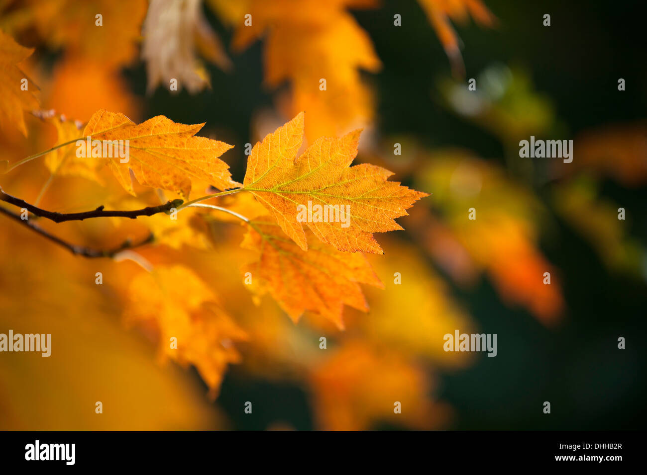 Nahaufnahme der Blätter am Baum zeigt lebendige Herbstfärbung mit geringen Schärfentiefe und der Brennpunkt auf die orange Blätter. Stockfoto