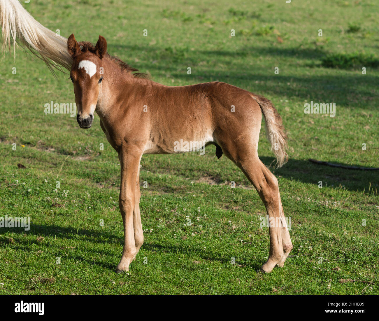 Baby pferd -Fotos und -Bildmaterial in hoher Auflösung – Alamy