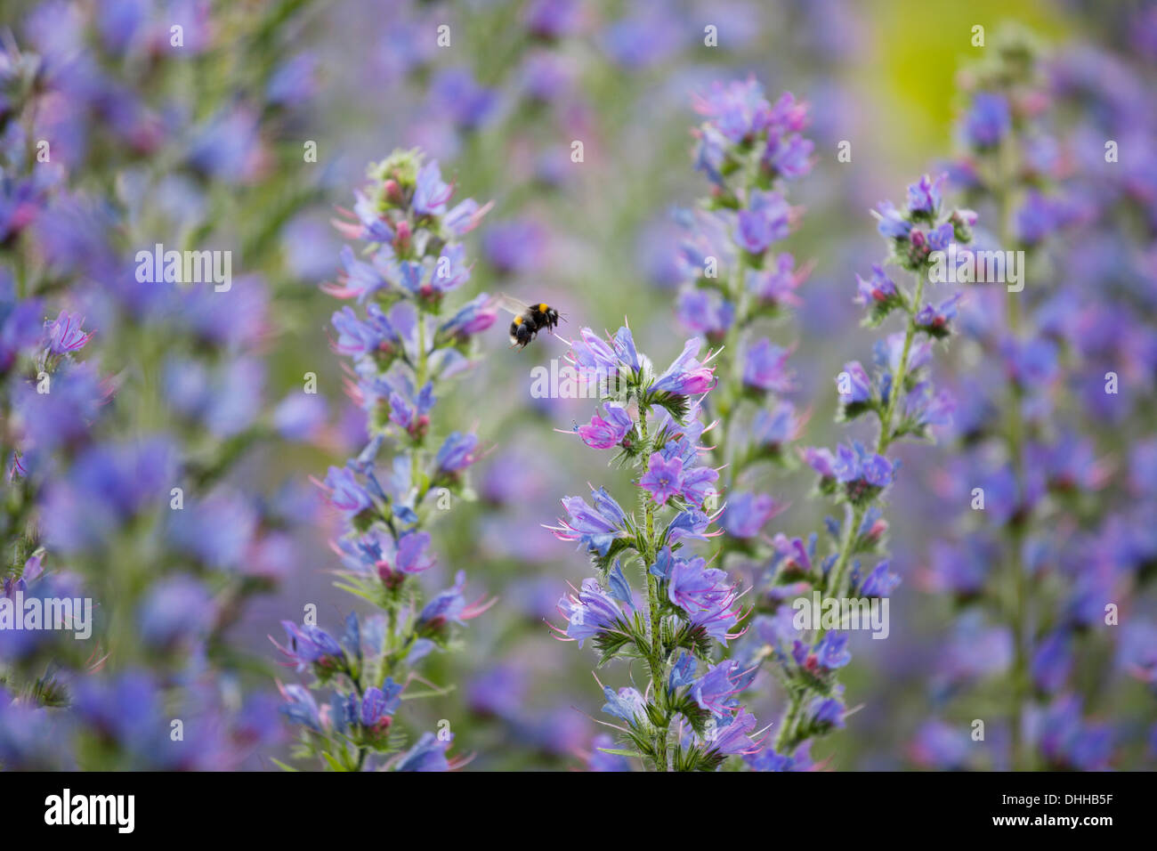 Echium Vulgare Blumen mit Bumble Bee Stockfoto