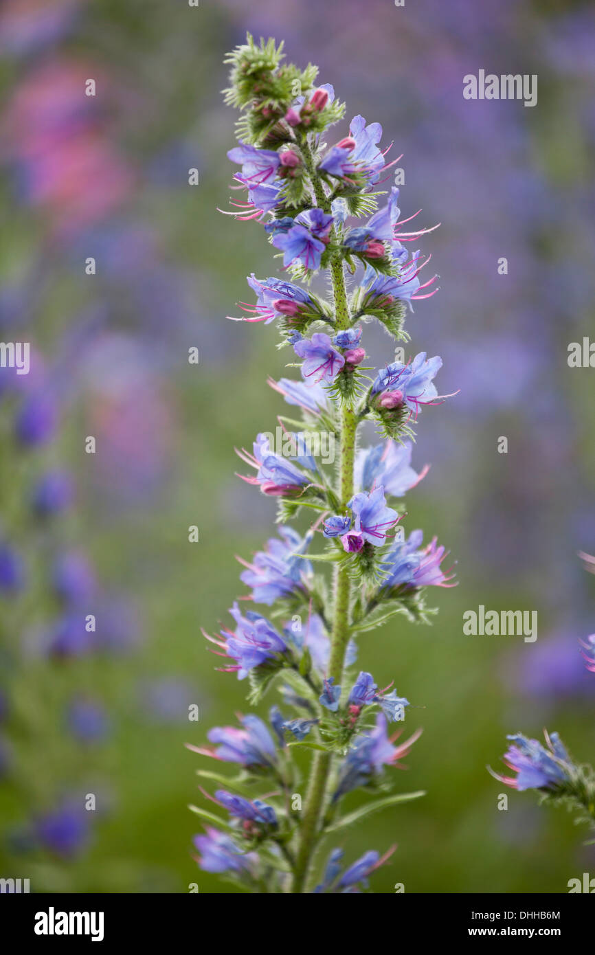 Echium Vulgare Blüten mit geringen Schärfentiefe. Stockfoto