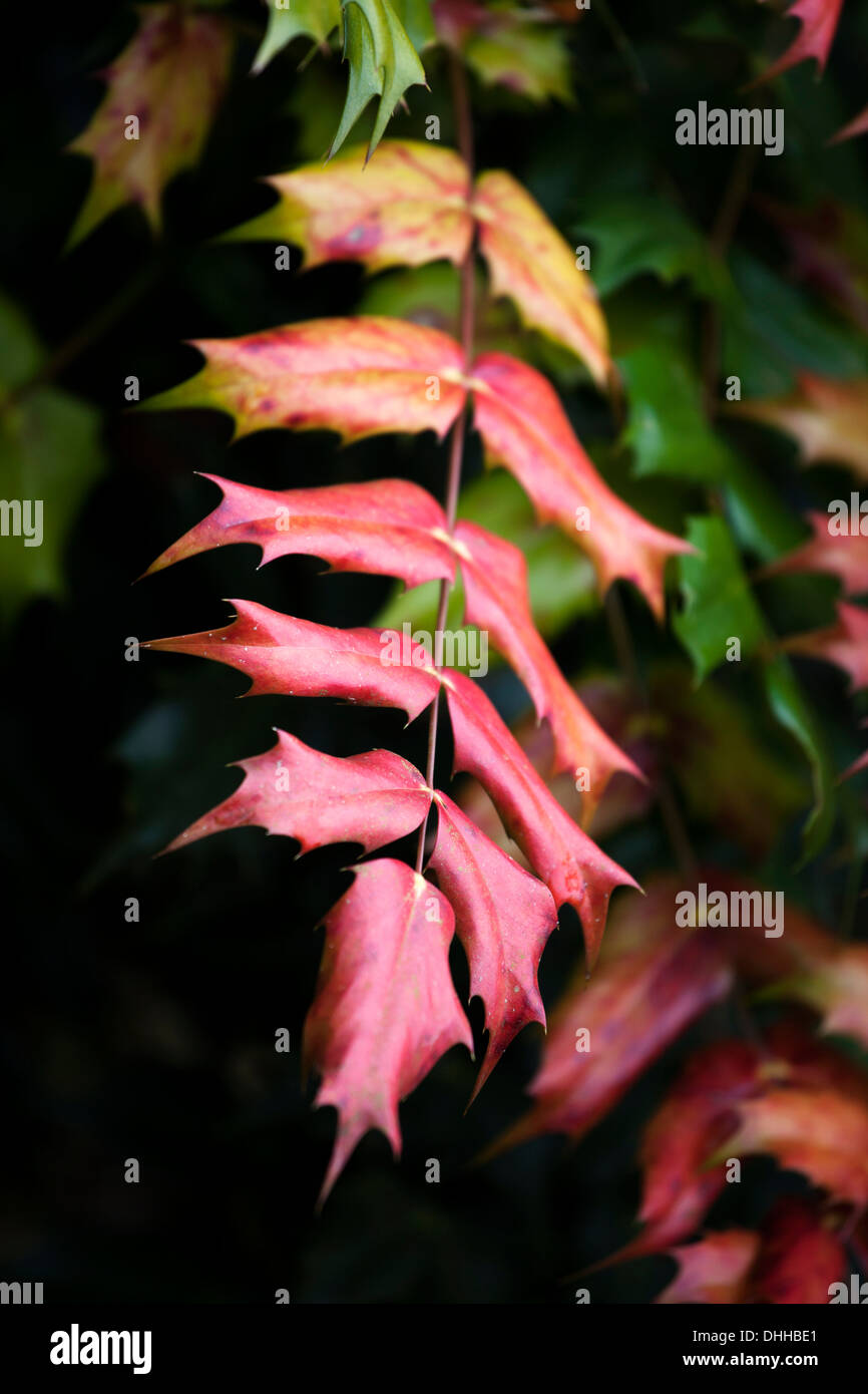 Nahaufnahme der Blätter der Mahonie zeigt Herbstfärbung mit geringen Schärfentiefe. Stockfoto