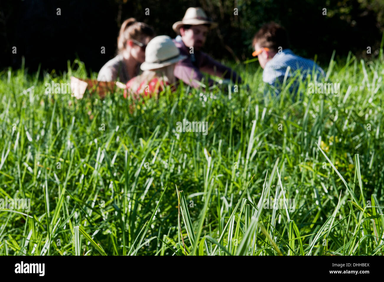 Gruppe von Freunden mit Picknick langes Gras Stockfoto