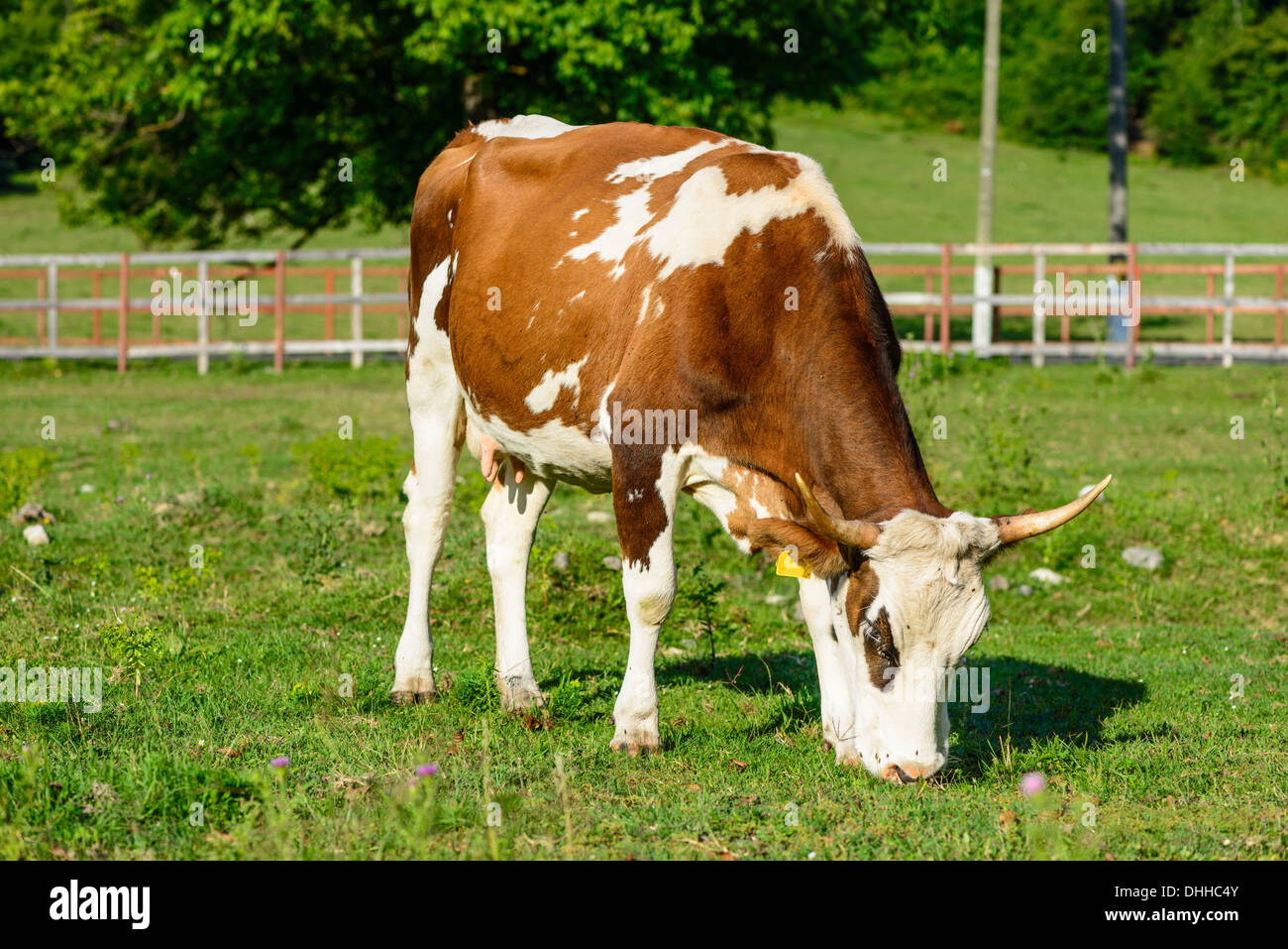 Milchvieh keine menschen -Fotos und -Bildmaterial in hoher Auflösung ...