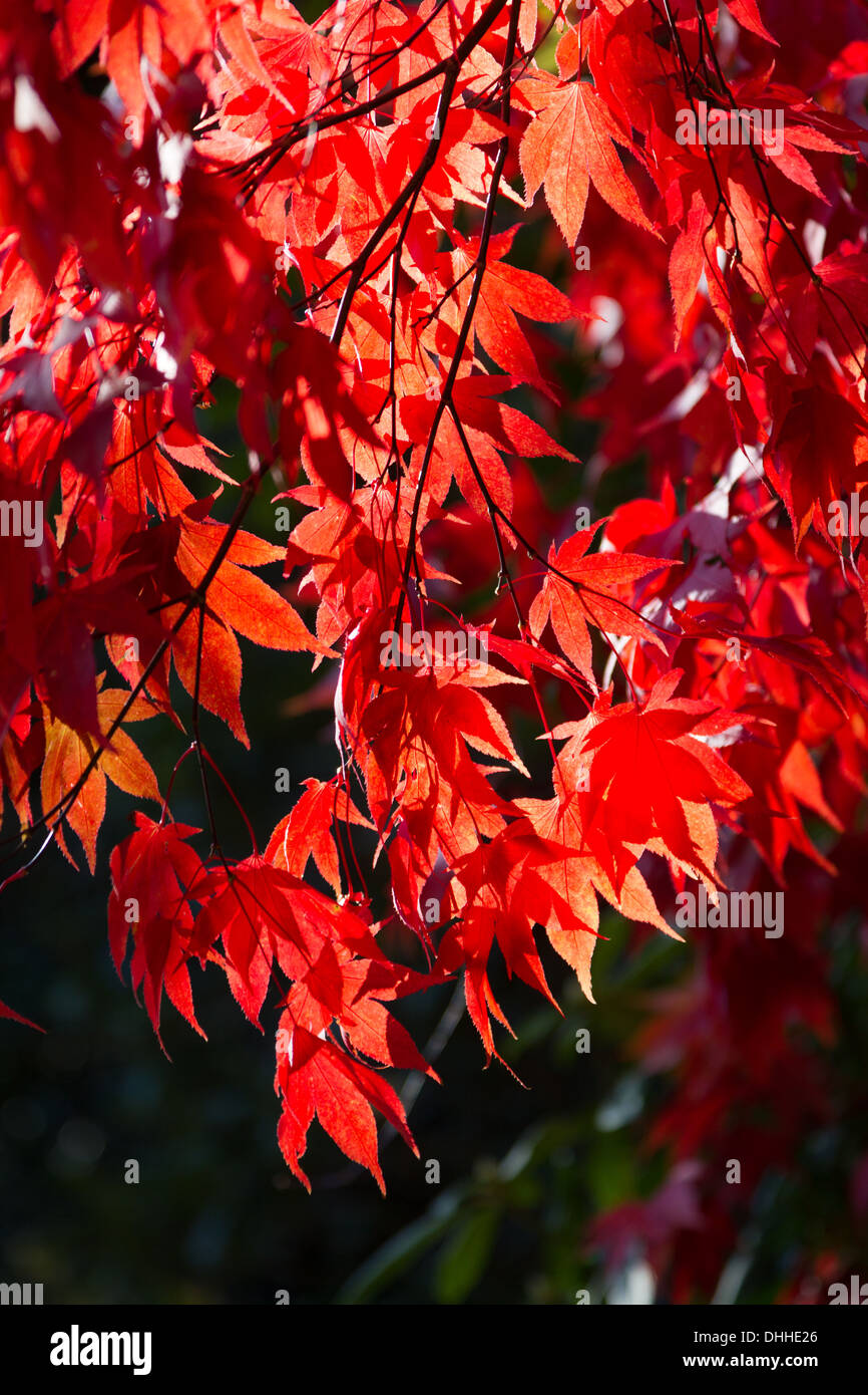Leuchtend rote Acer Baum im Herbst oder im Herbst Stockfoto