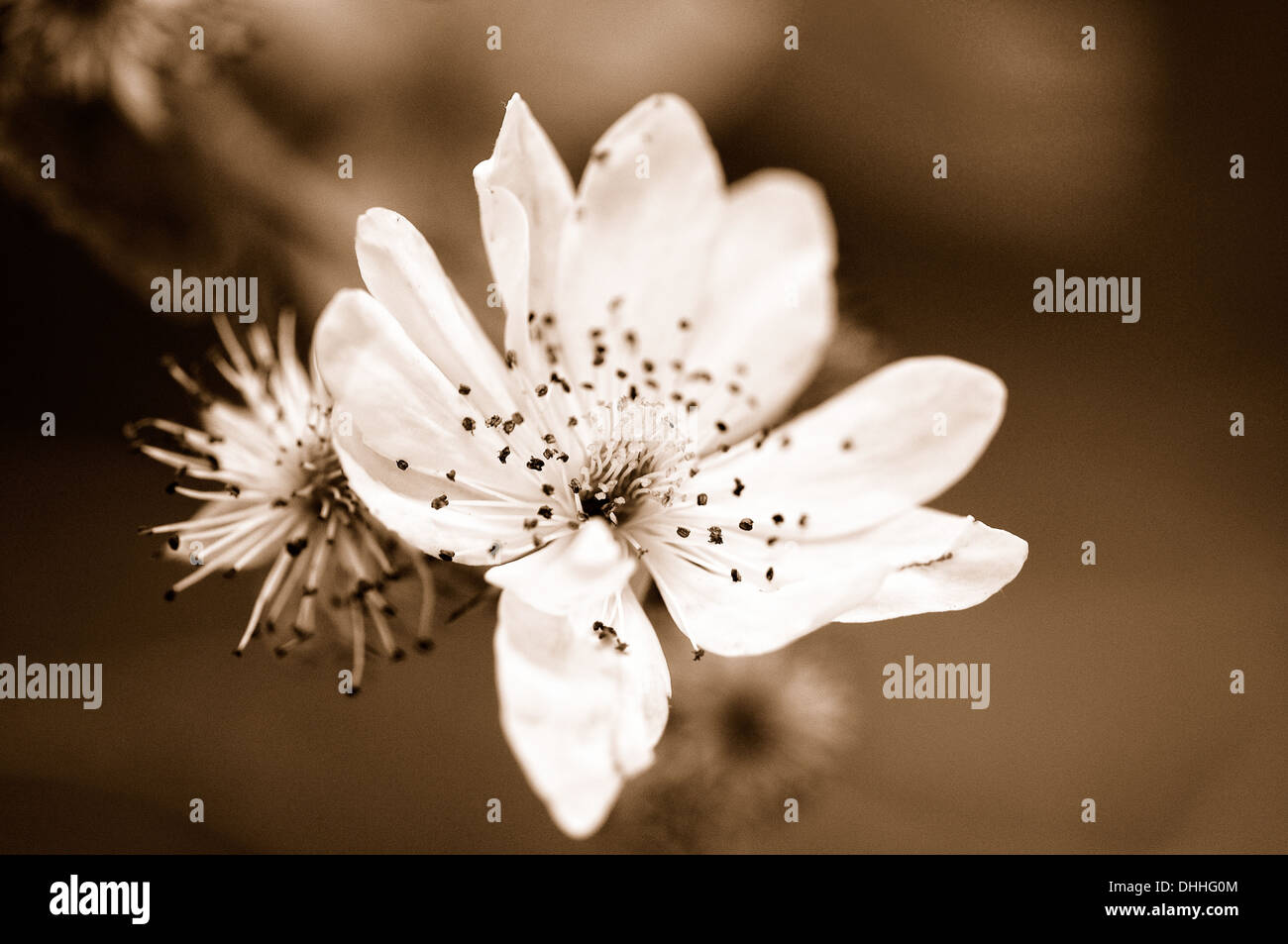 BlackBerry Blüte sepia Stockfoto