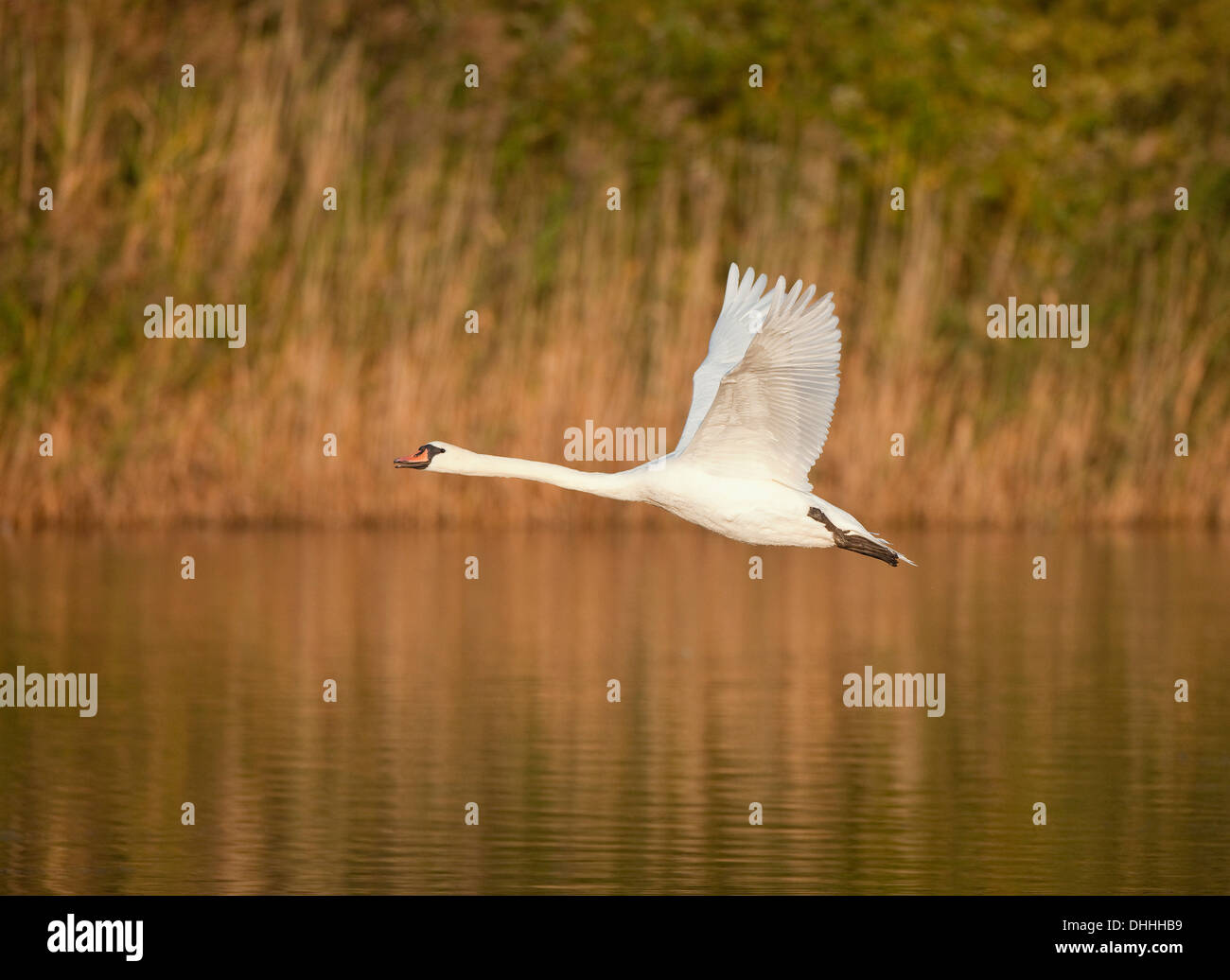 Mute Swan (Cygnus Olor), im Flug über einem Teich, Thüringen, Deutschland Stockfoto