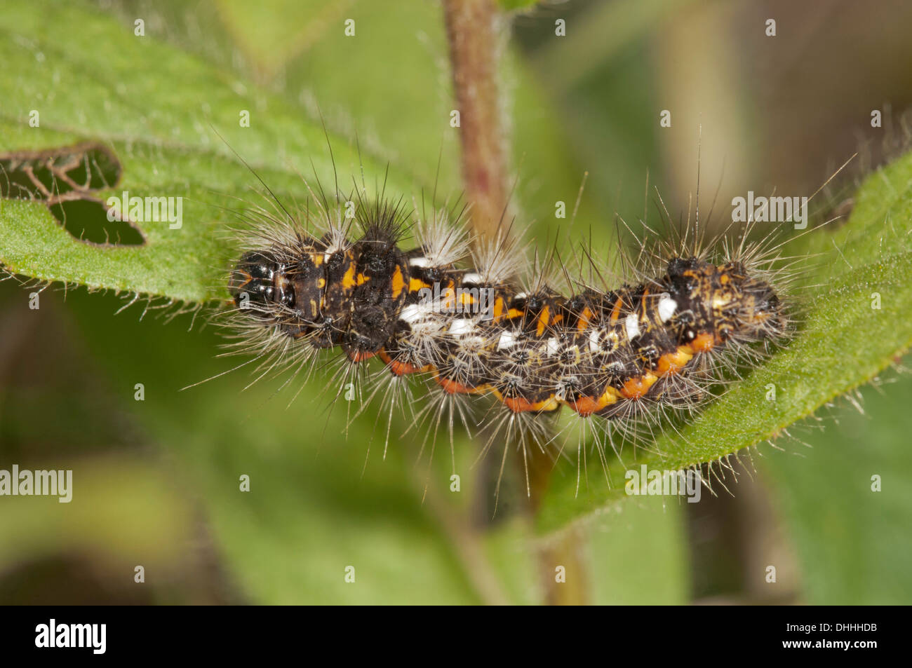 Raupe des Sweet Gale Moth(Acronicta euphorbiae) auf Downy Alant (Inula Hirta), Bayern, Deutschland Stockfoto