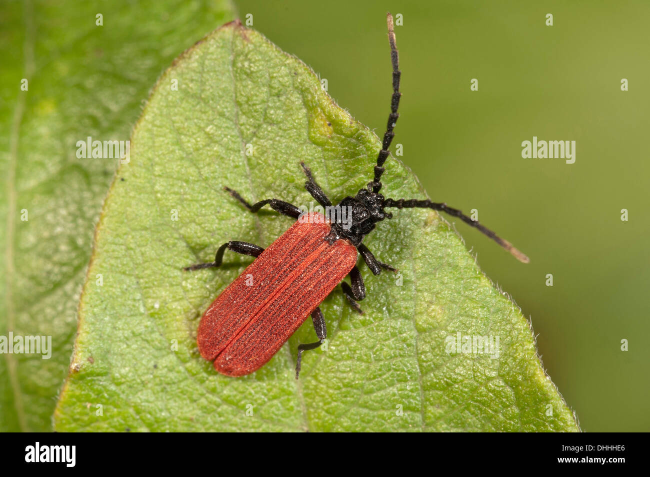 Käfer-Arten (Platycnis Minutus), Baden-Württemberg, Deutschland Stockfoto