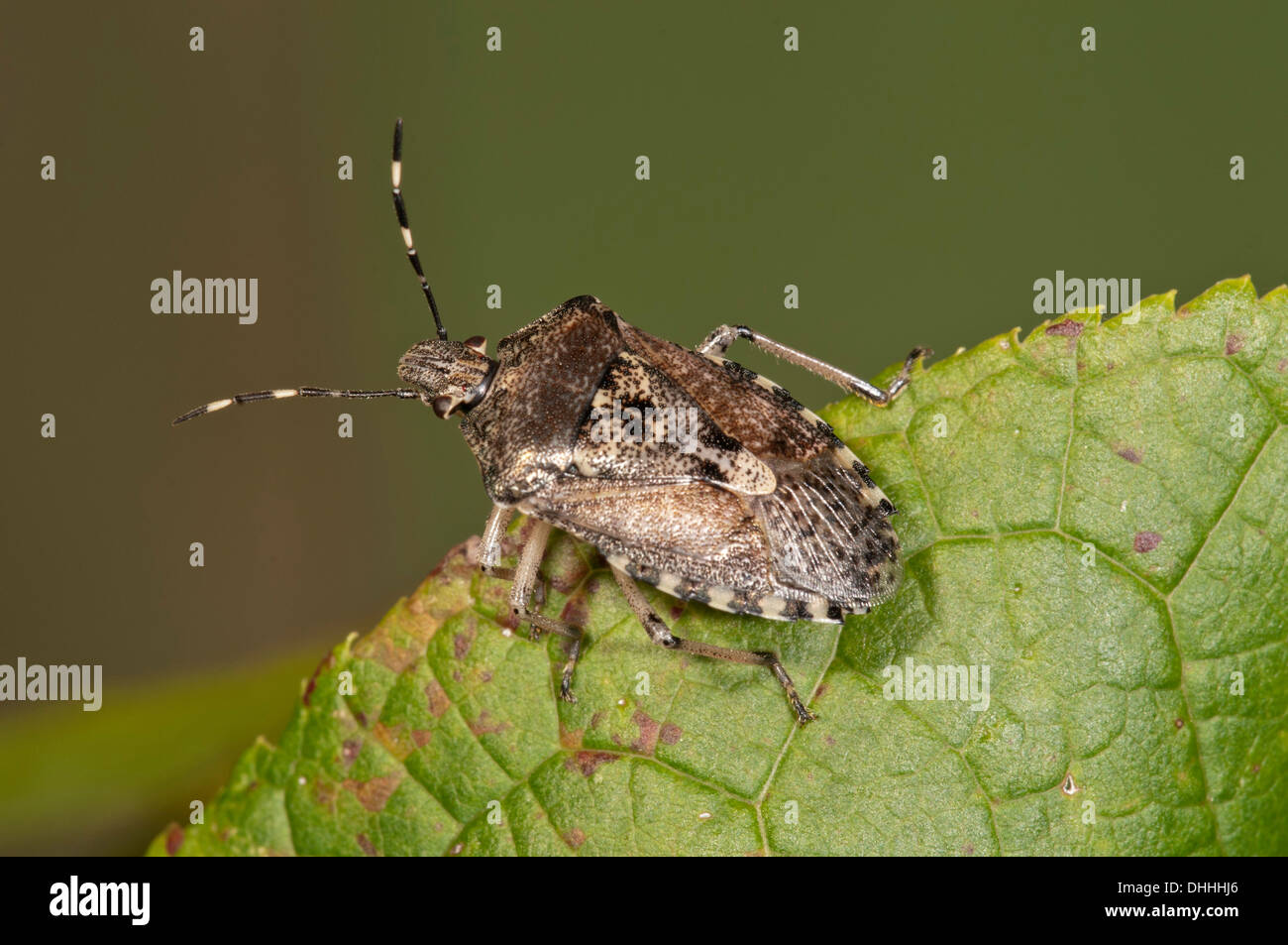 Grey stinken Bug (Rhapigaster Nebulosa), entwickelte Insekt, Baden-Württemberg, Deutschland Stockfoto
