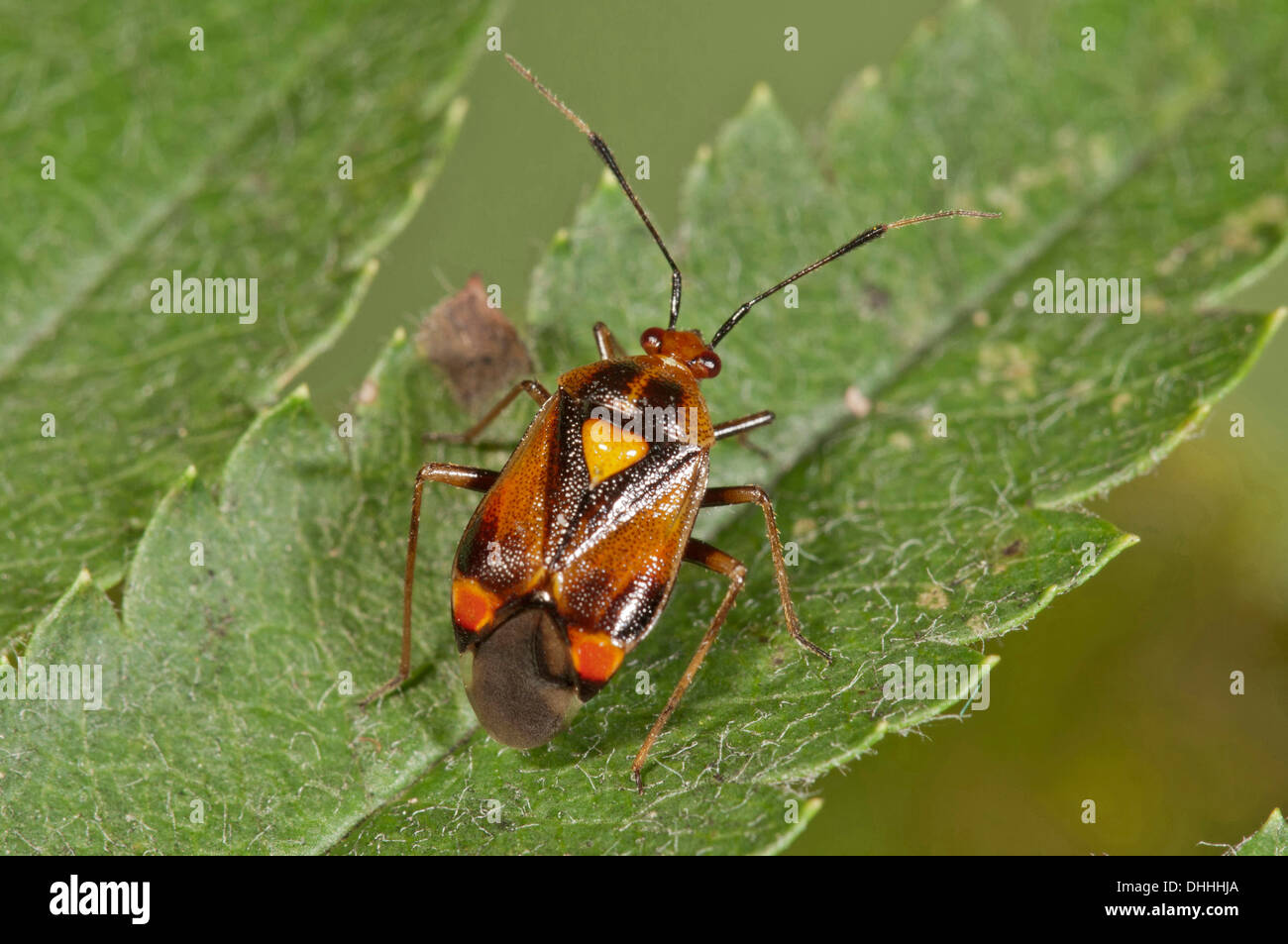 Mirid Bug (Deraeocoris Ruber), Baden-Württemberg, Deutschland Stockfoto
