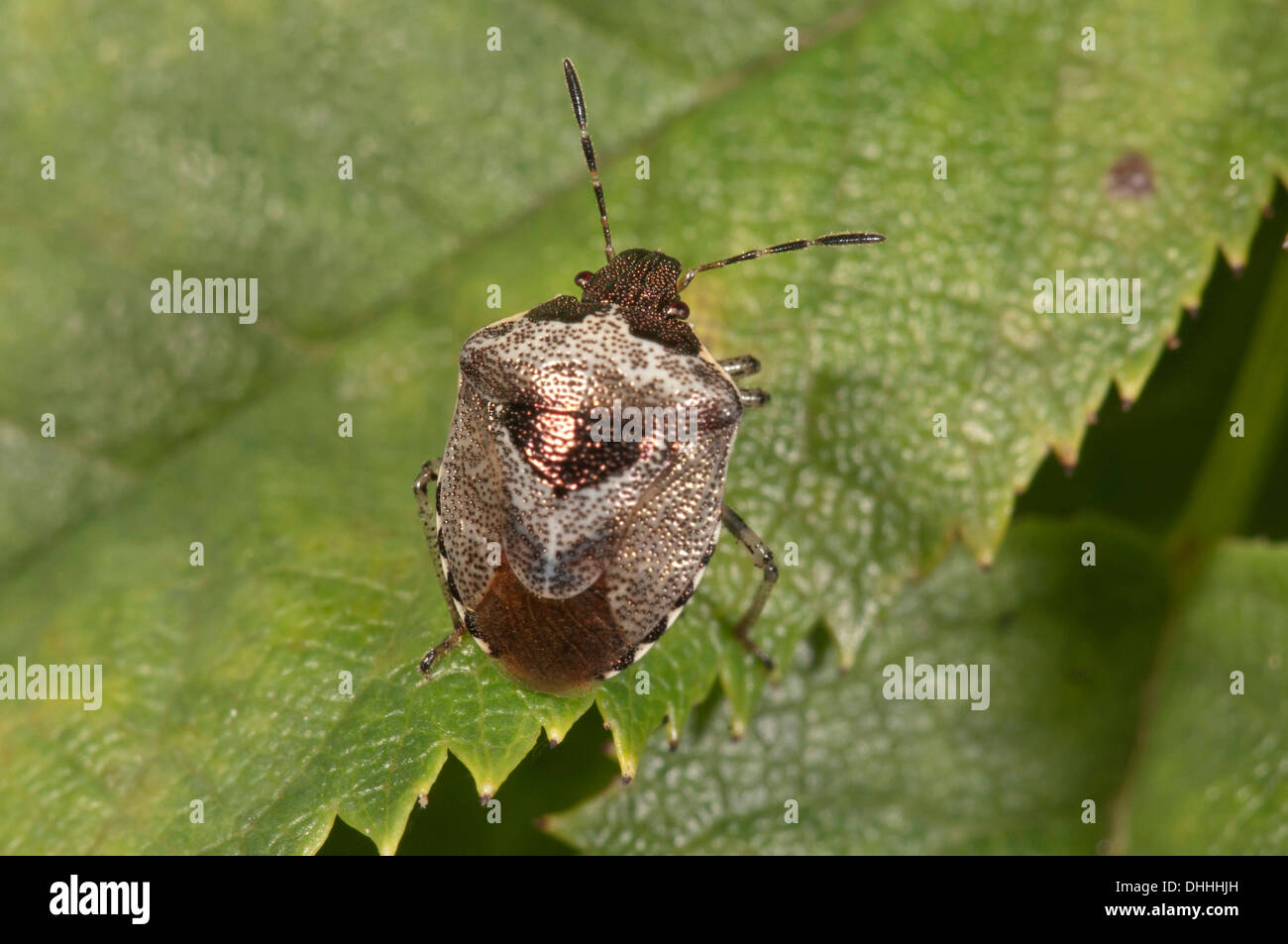 Schild Bug (Eysacoris Fabricius), Baden-Württemberg, Deutschland Stockfoto