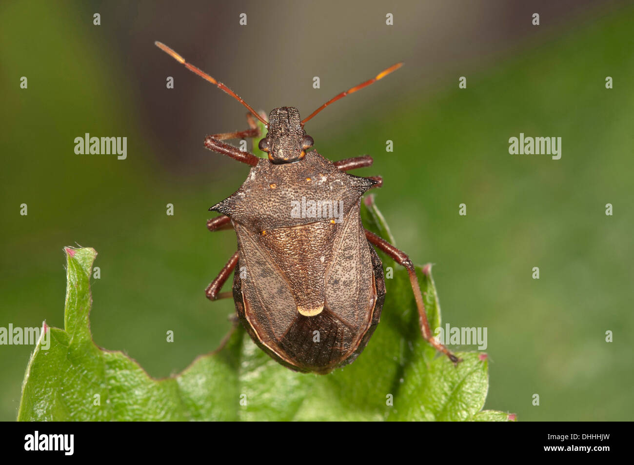 Schild Bug Arten (Picromerus bidens), Baden-Württemberg, Deutschland Stockfoto