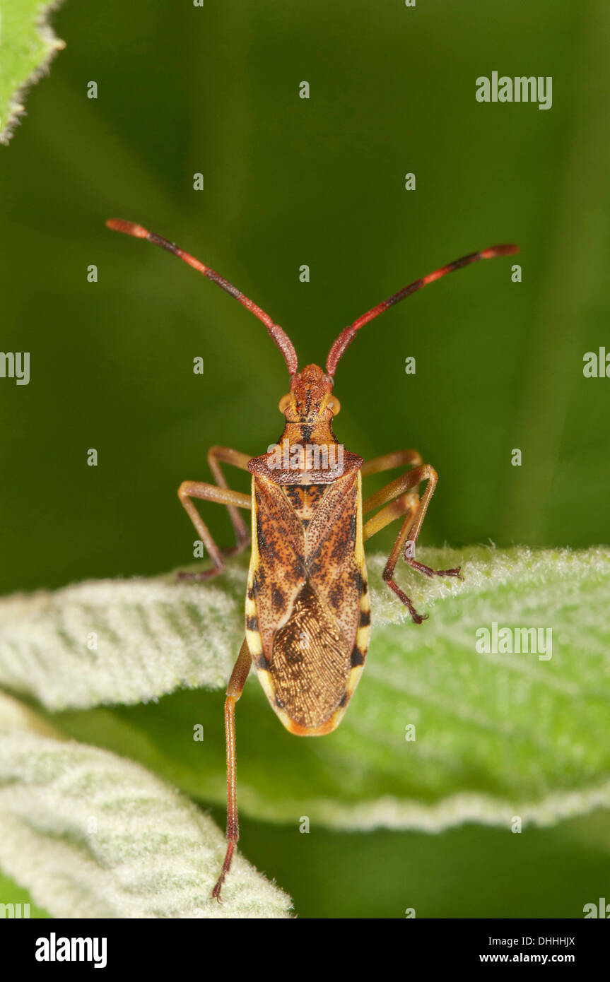 Wacholder Shield Bug (Gonocerus Juniperi), Baden-Württemberg, Deutschland Stockfoto