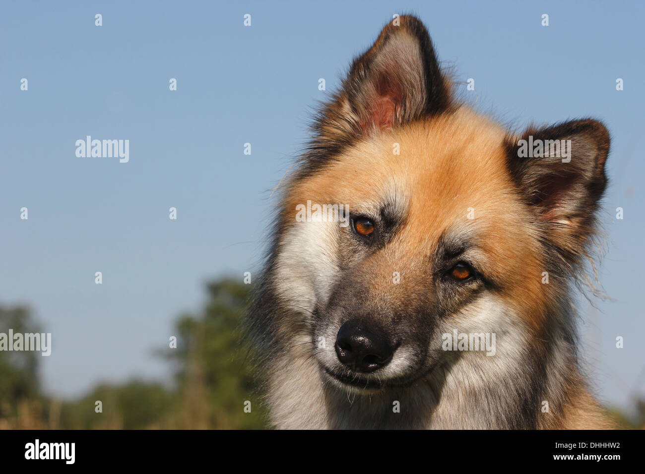 Harzer Fuchs Mischling, Porträt, North Rhine-Westphalia, Deutschland  Stockfotografie - Alamy