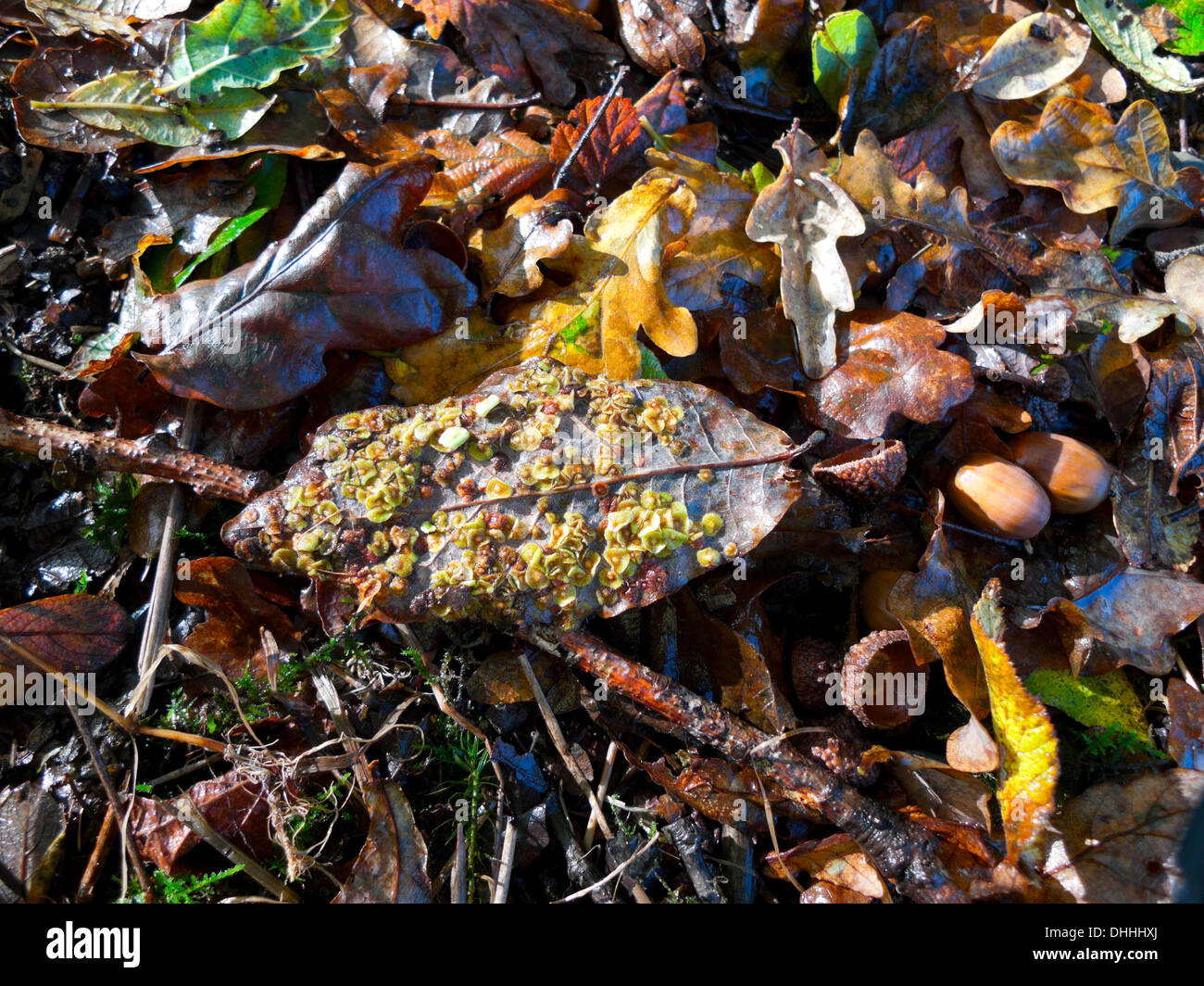 Spangle Galle an der Unterseite eines Blattes im Herbst und Eicheln auf einem Wald boden in Carmarthenshire Wales UK KATHY DEWITT Stockfoto