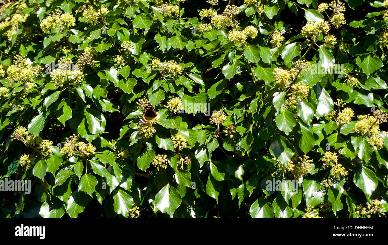 Schmetterling auf Blüte Ivy Bush an einem sonnigen Tag im November in Carmarthenshire Wales UK KATHY DEWITT Stockfoto