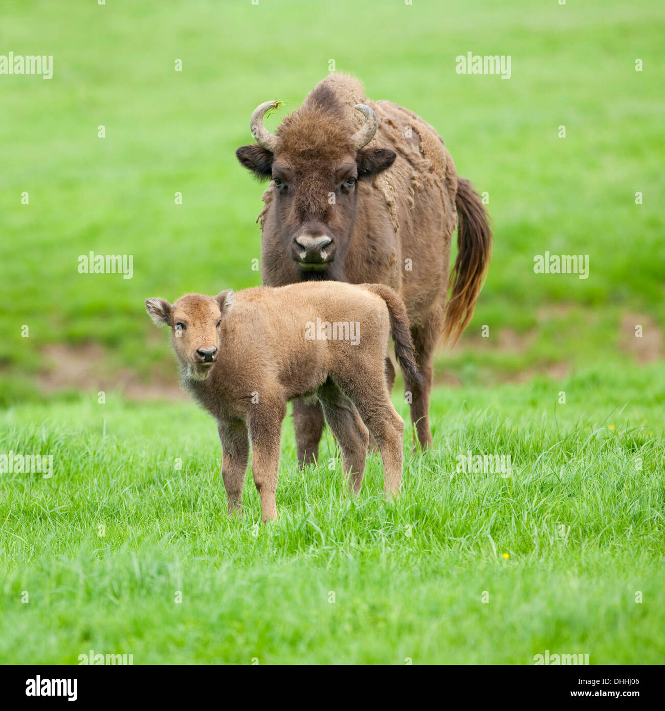 Wisente oder Wisent (Bison Bonasus), Kuh und Kalb, Gefangenschaft, Hessen, Deutschland Stockfoto