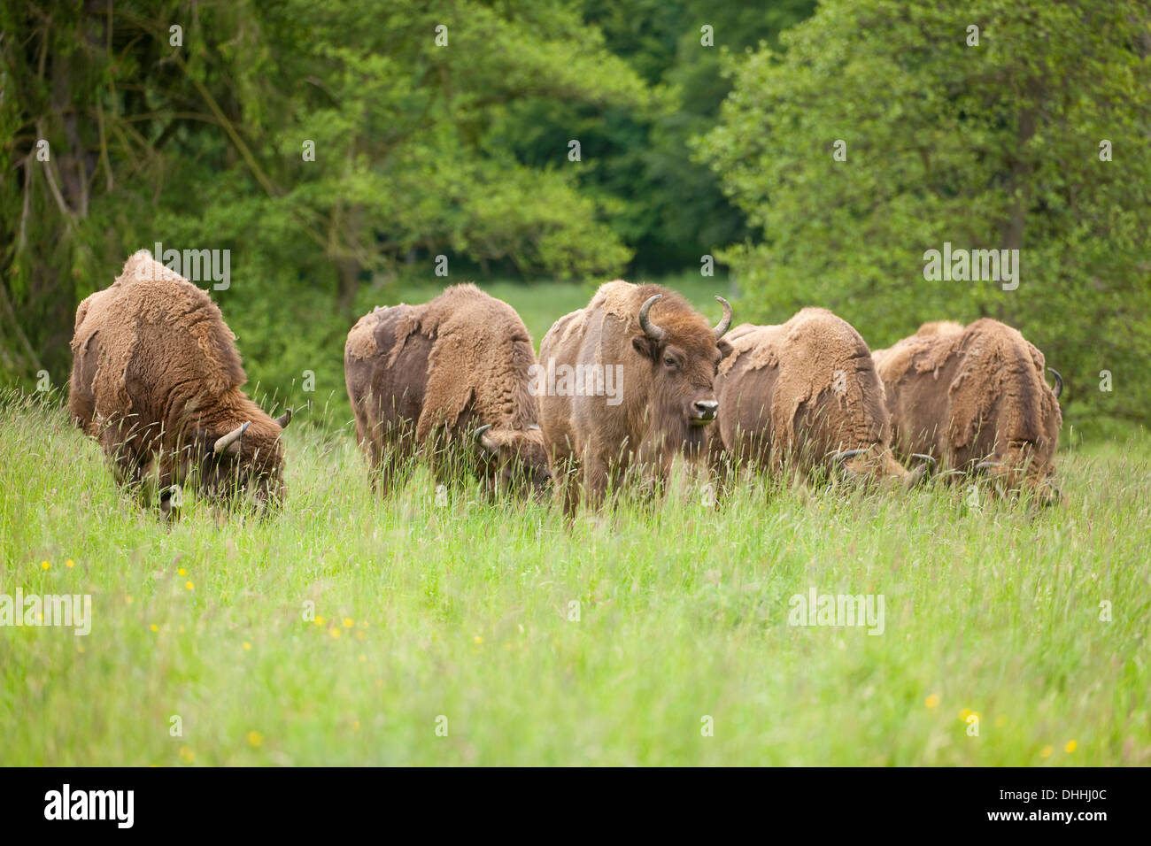 Wisente oder Wisent (Bison Bonasus), Herde, in Gefangenschaft, North Rhine-Westphalia, Germany Stockfoto