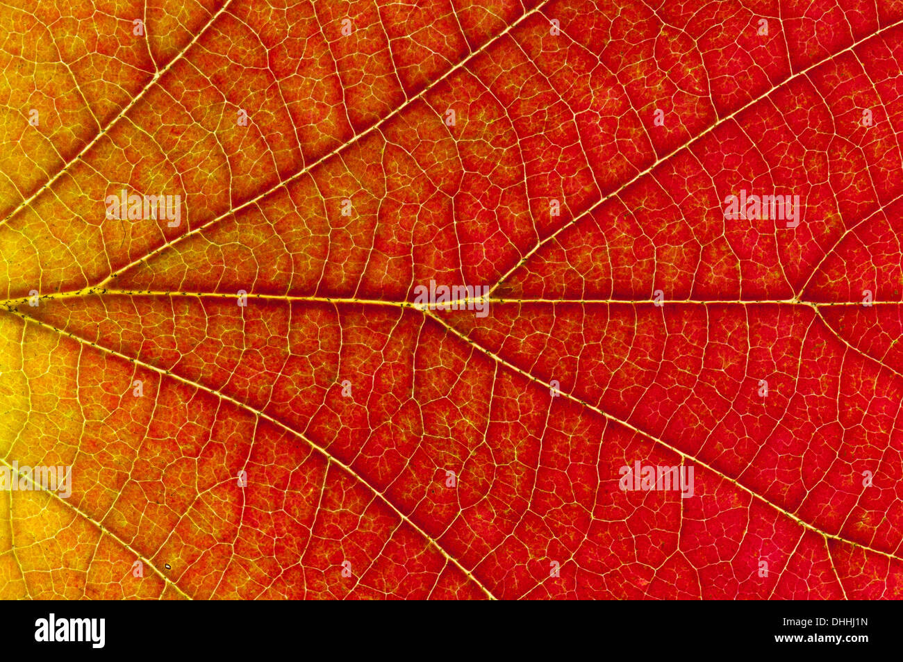 Hexe-Erle oder Alabama Fothergilla (Fothergilla Monticola), Herbstfärbung, Blattstruktur, hinterleuchtete, Hessen, Deutschland Stockfoto