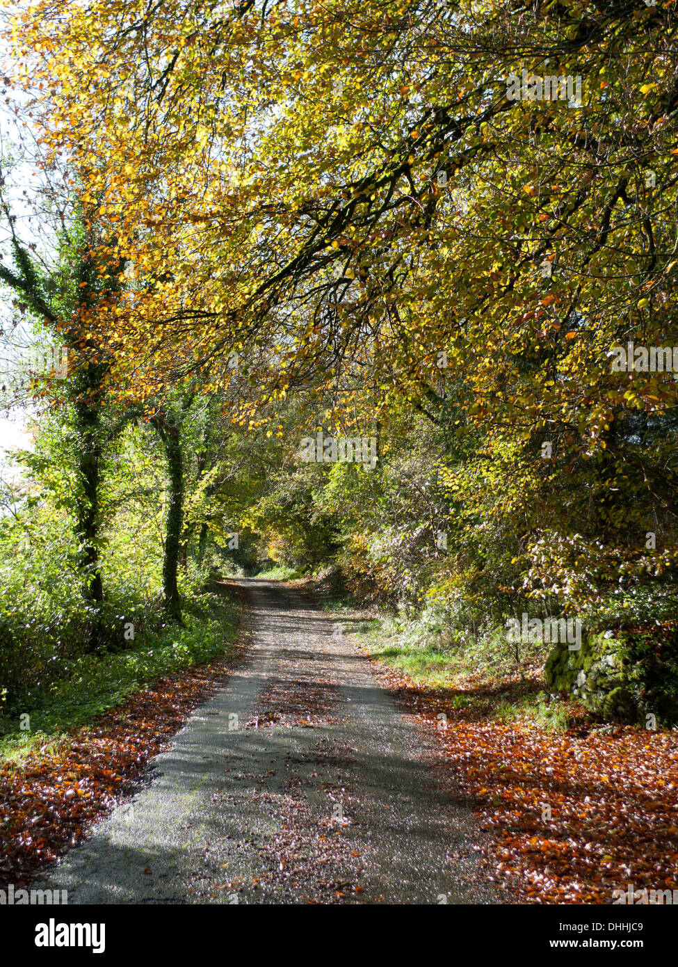 Blick auf einer Landstraße im Herbst Carmarthenshire Wales UK KATHY DEWITT Stockfoto