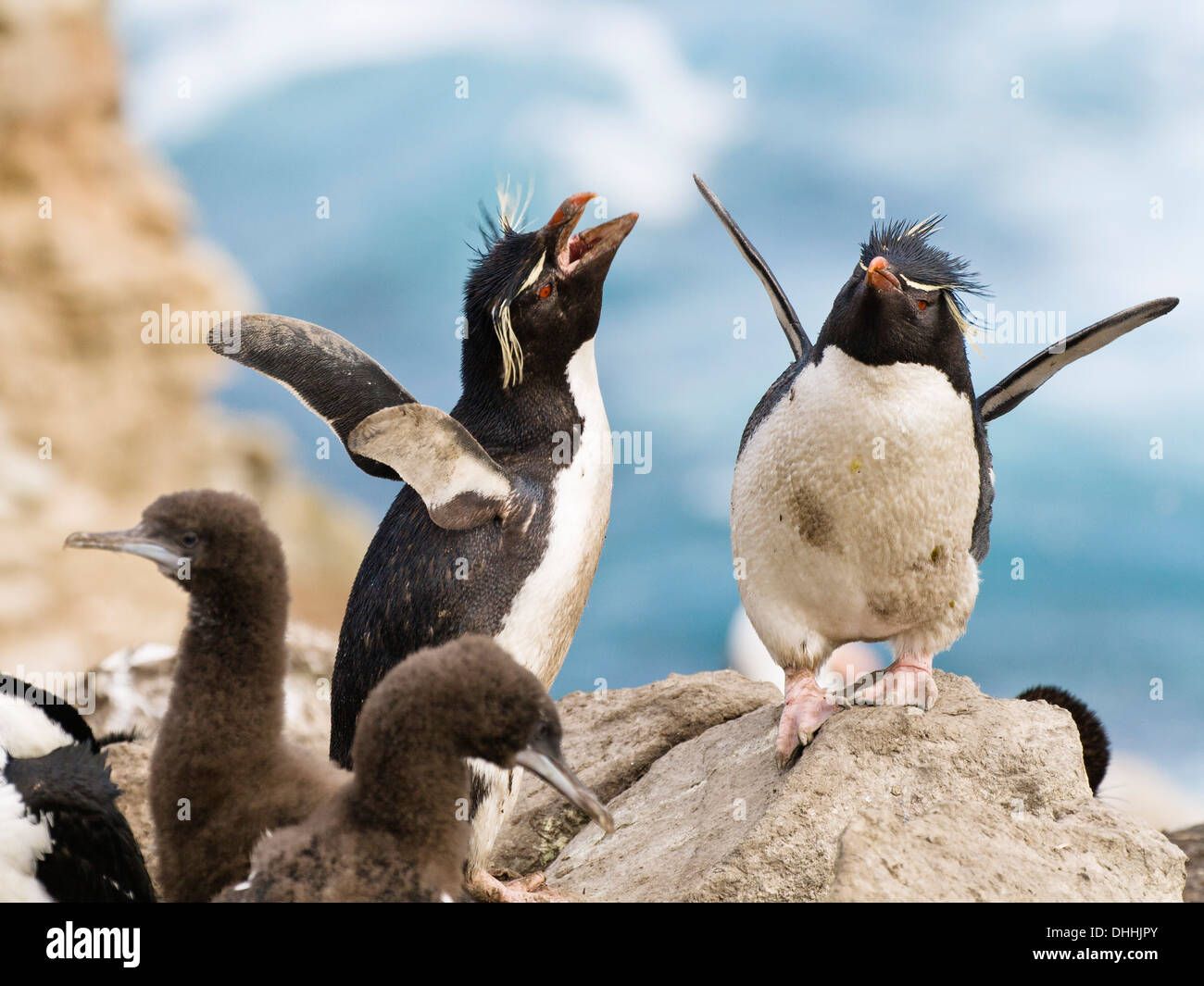 Rockhopper Penguins, Eudyptes Chrysocome, Falkland-Inseln, Subantarktis, Südamerika Stockfoto