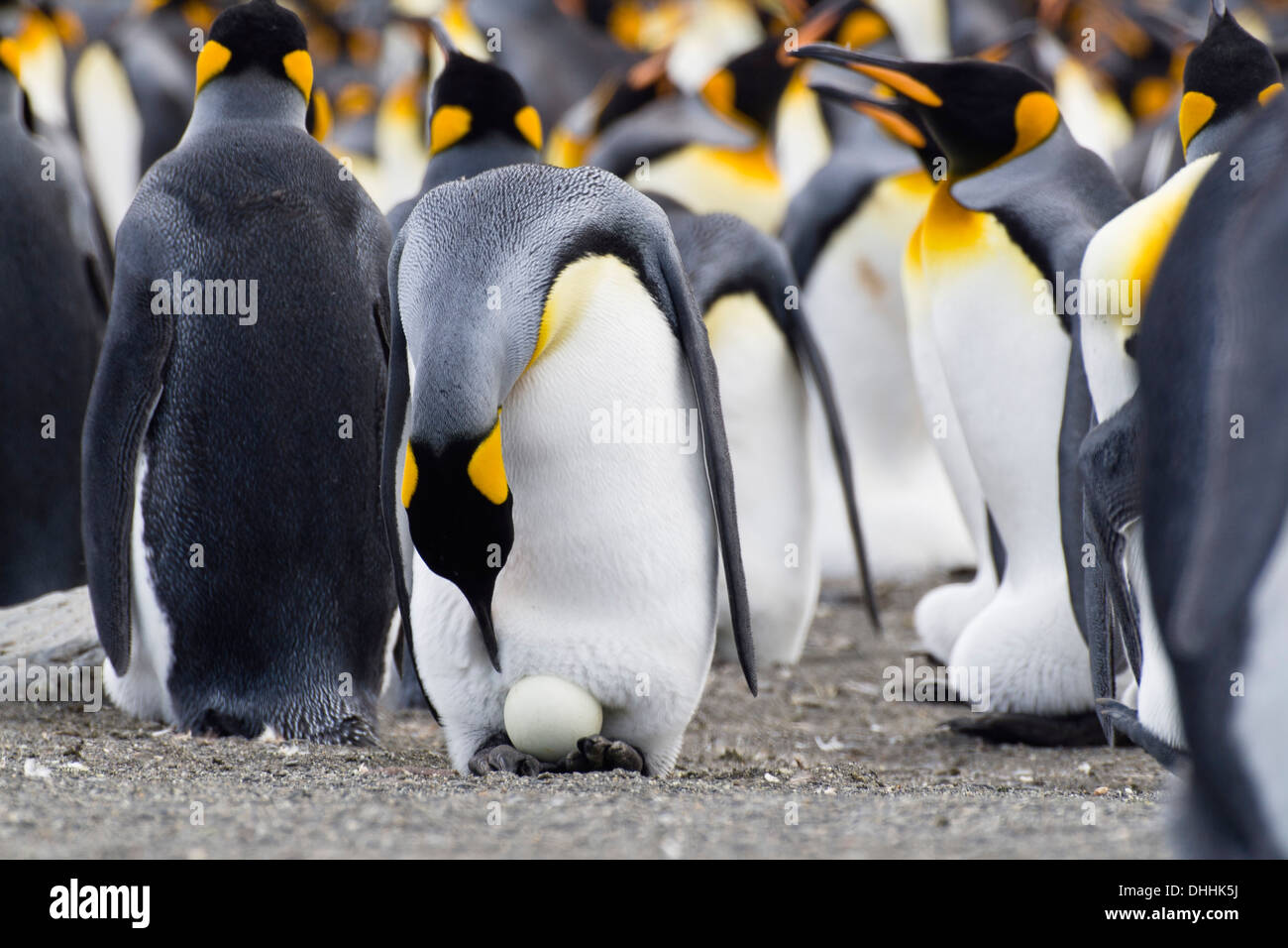 Pinguin ei -Fotos und -Bildmaterial in hoher Auflösung – Alamy