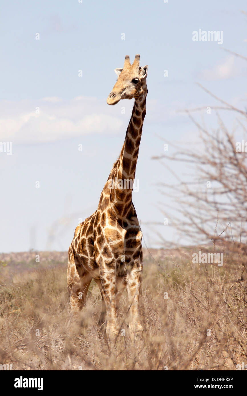 Giraffe (Giraffa Plancius), Etosha Nationalpark, Okaukuejo, Kunene-Region, Namibia Stockfoto