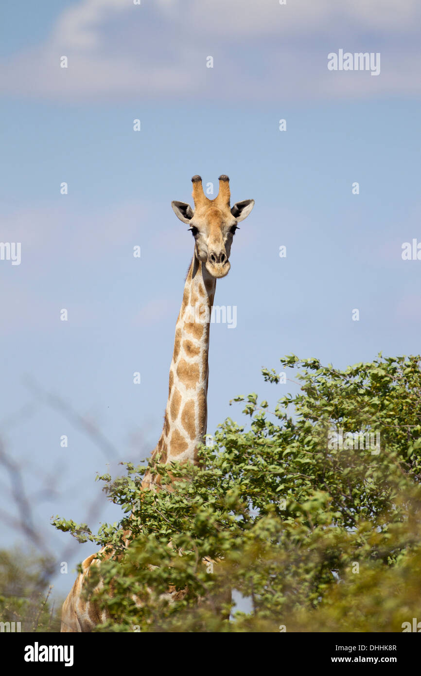 Giraffe (Giraffa Plancius), Etosha Nationalpark, Okaukuejo, Kunene-Region, Namibia Stockfoto