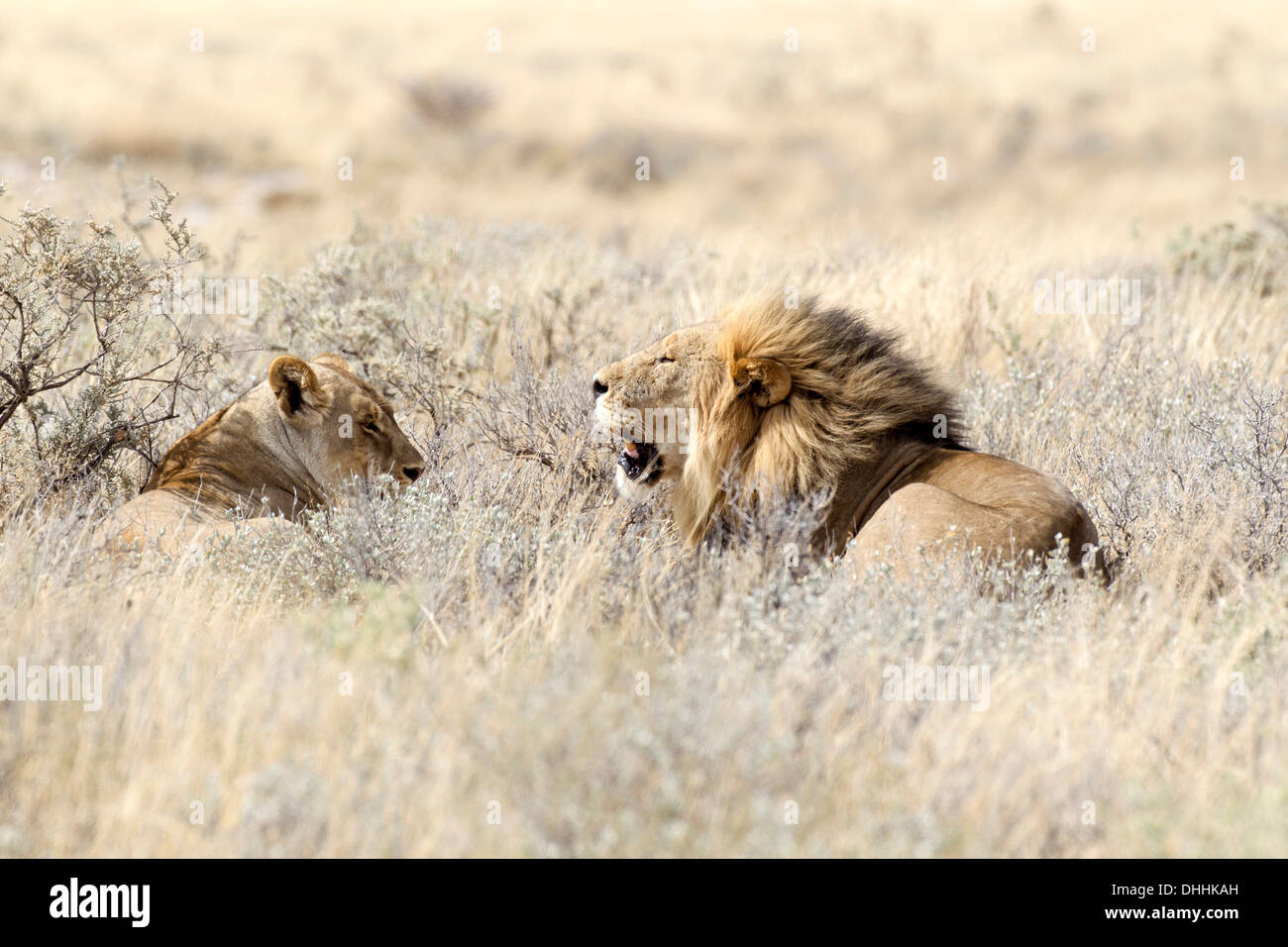Löwe (Panthera Leo), weibliche und männliche liegen im hohen Grass, Okaukuejo, Kunene-Region, Etosha Nationalpark, Namibia Stockfoto
