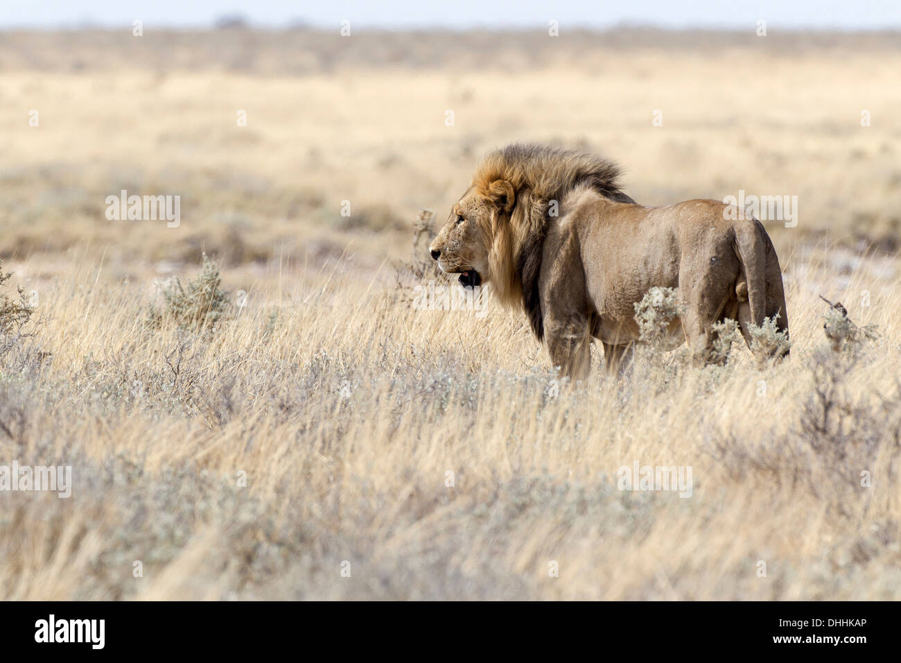 Löwe (Panthera Leo), Etosha Nationalpark, Okaukuejo, Kunene-Region, Namibia Stockfoto
