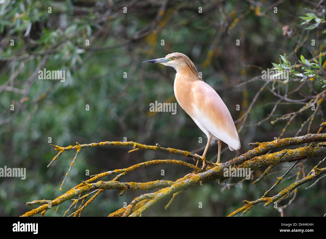 Squacco Heron (Ardeola Ralloides) thront auf einem Baum Ast, Nationalpark Kiskunság, Bács-Kiskun Grafschaft, Ungarn Stockfoto