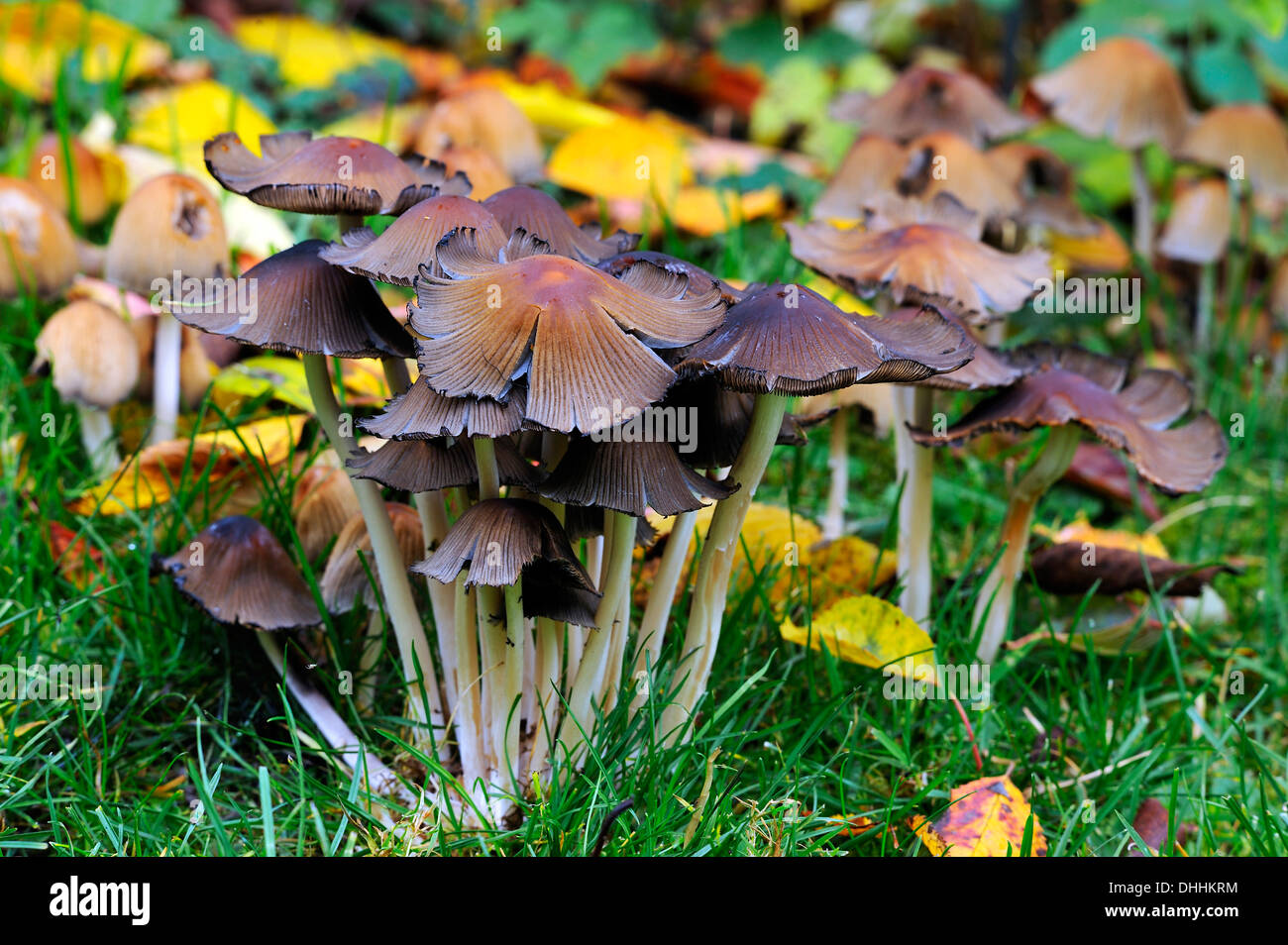 Glimmer-Kappe (Coprinus Micaceus), Middle Franconia, Bayern, Deutschland Stockfoto