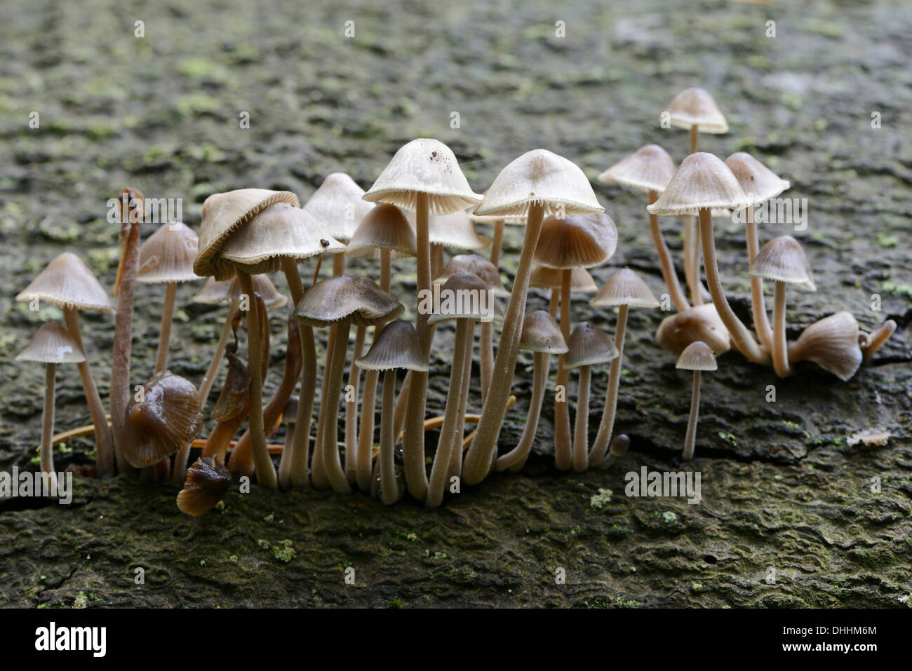 Geriffelte Motorhaube (Mycena Polygramma), Tinner Loh Naturschutzgebiet, Emsland, Niedersachsen, Deutschland Stockfoto