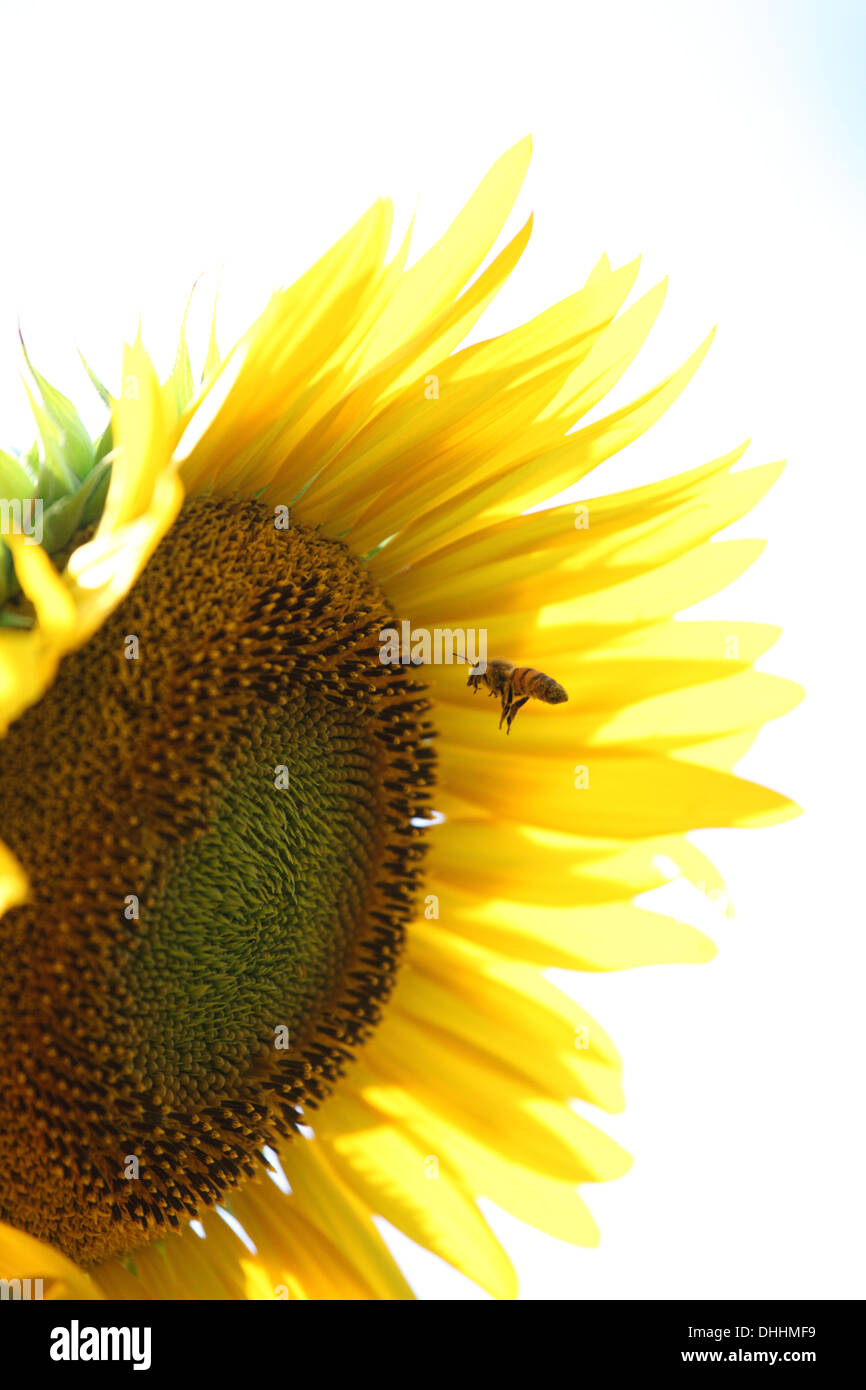 Biene auf Nahrungssuche im Flug auf Blume Sonnenblume zum Sammeln von Nektar Stockfoto