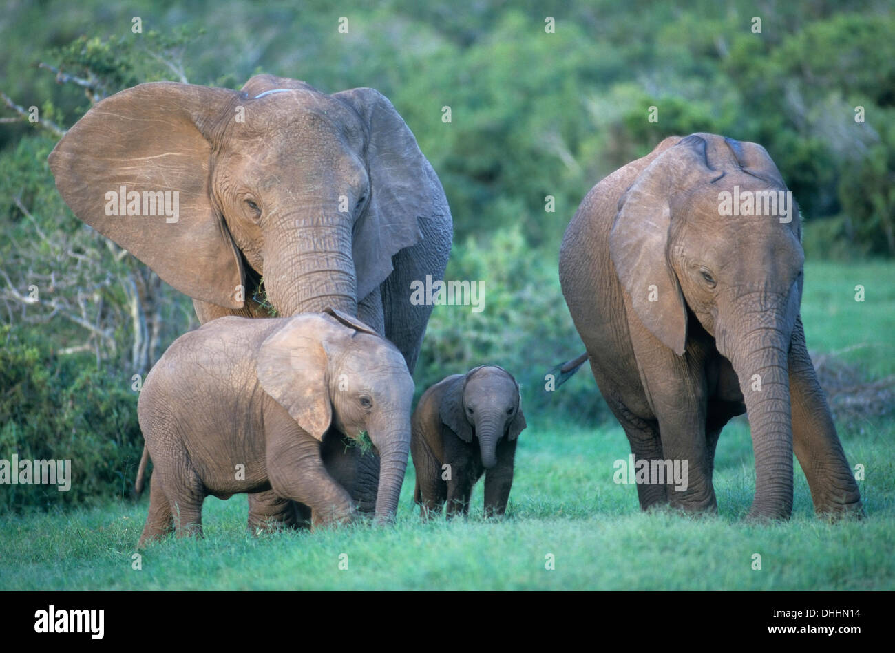 Afrikanische Elefanten (Loxodonta Africana) mit Kälbern, Chobe Waterfront, Chobe National Park, North-West District, Botswana Stockfoto