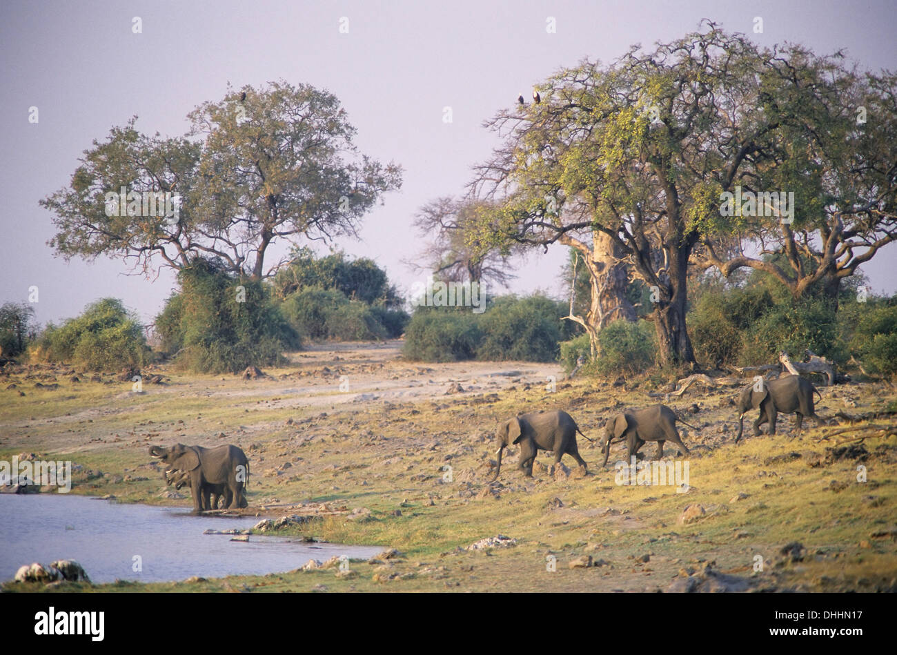 Afrikanische Elefanten (Loxodonta Africana) am Wasserloch, Chobe Waterfront, Chobe National Park, North-West District, Botswana Stockfoto