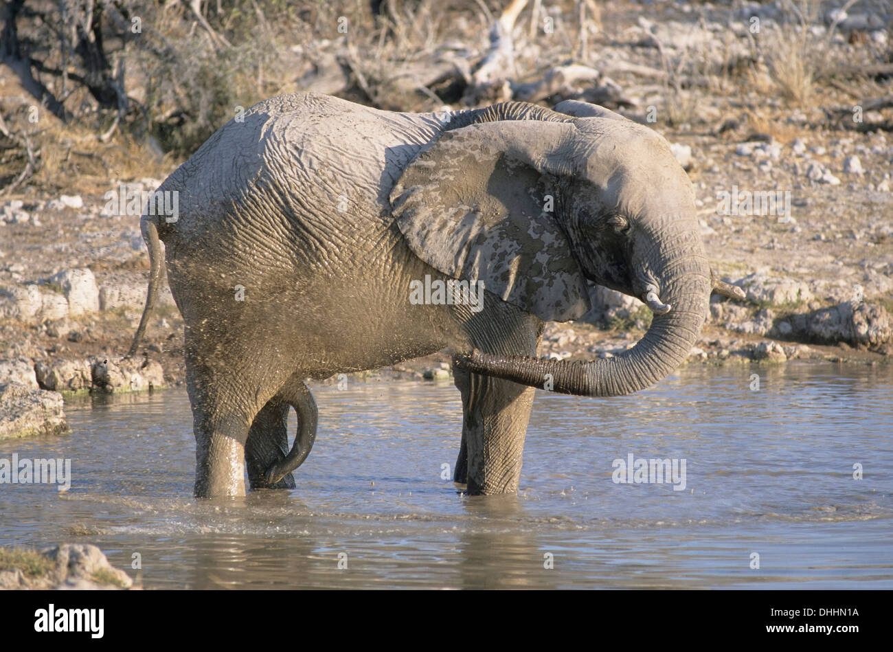Afrikanischer Elefant (Loxodonta Africana) am Wasserloch, Chobe Waterfront, Chobe National Park, North-West District, Botswana Stockfoto