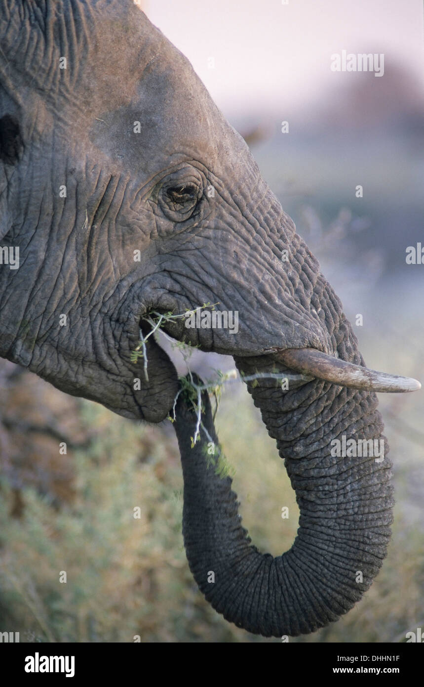 Afrikanischer Elefant (Loxodonta Africana), Porträt, Chobe Waterfront, Chobe National Park, North-West District, Botswana Stockfoto