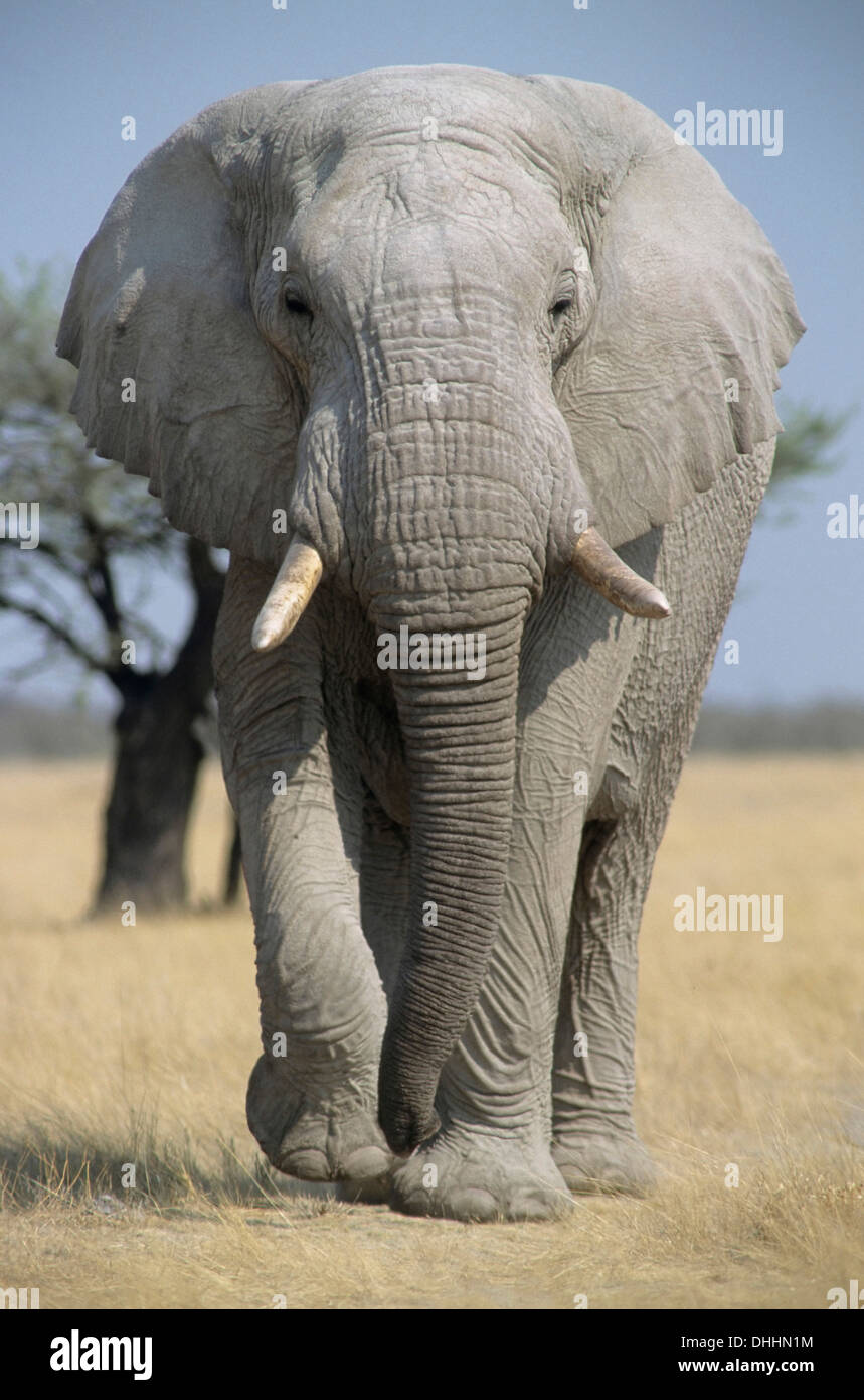 Afrikanischer Elefant (Loxodonta Africana), North-West District, Botswana Chobe Waterfront, Chobe-Nationalpark Stockfoto