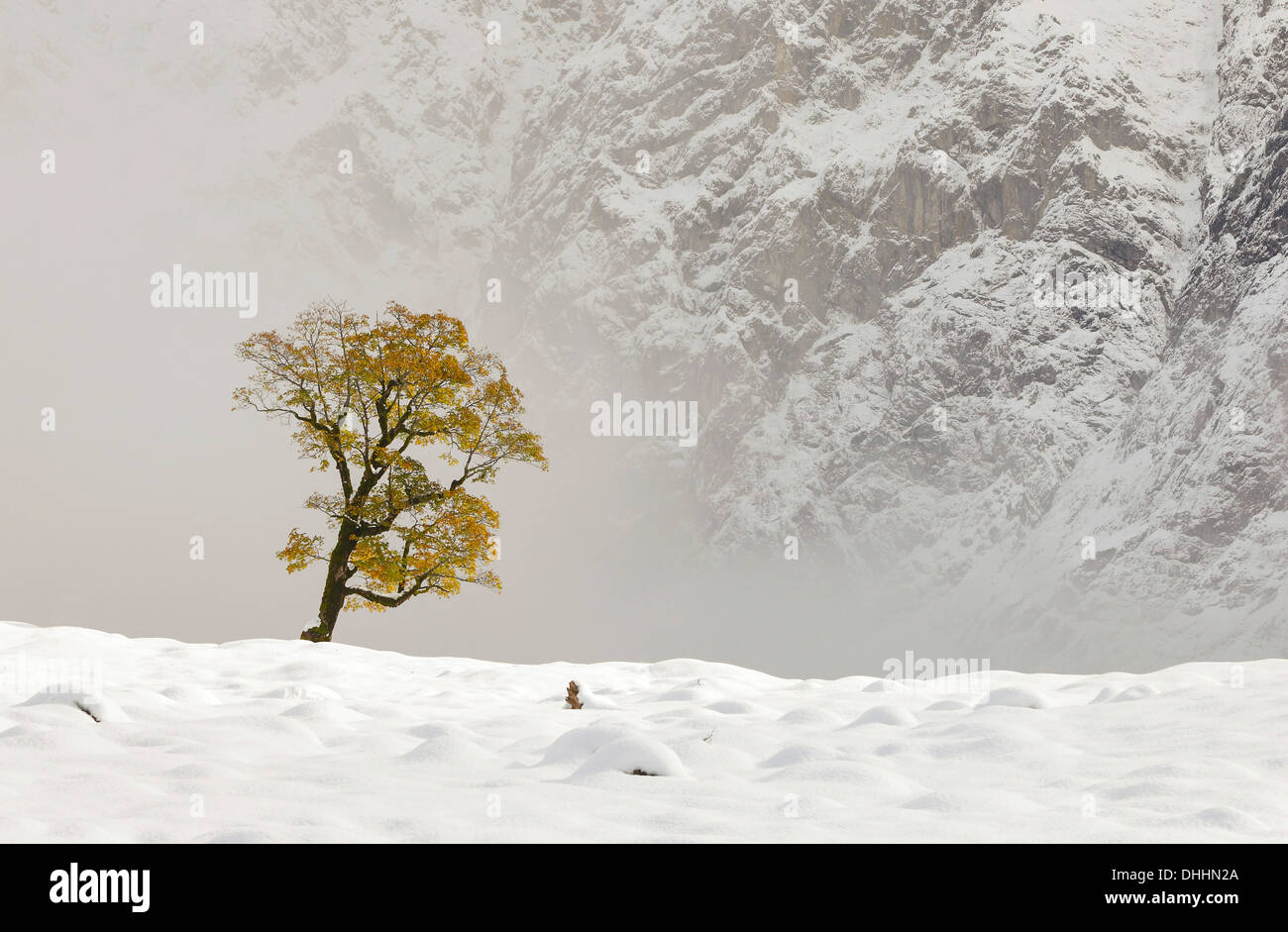 Winter im Ahornboden, neblige Stimmung, Hinterriß, Tirol, Österreich Stockfoto