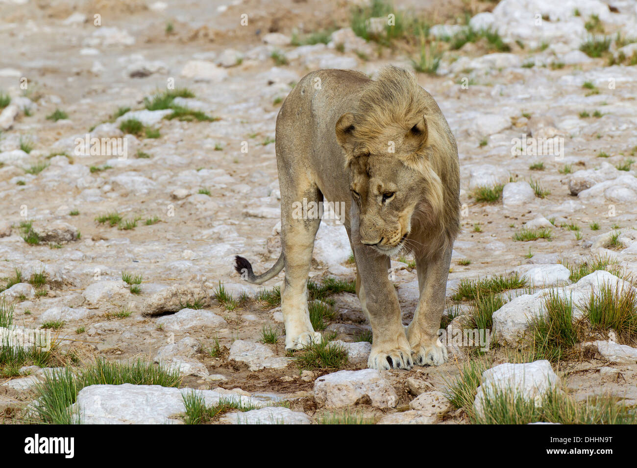 Löwe (Panthera Leo), Männlich, Kunene Region, Namibia Stockfoto