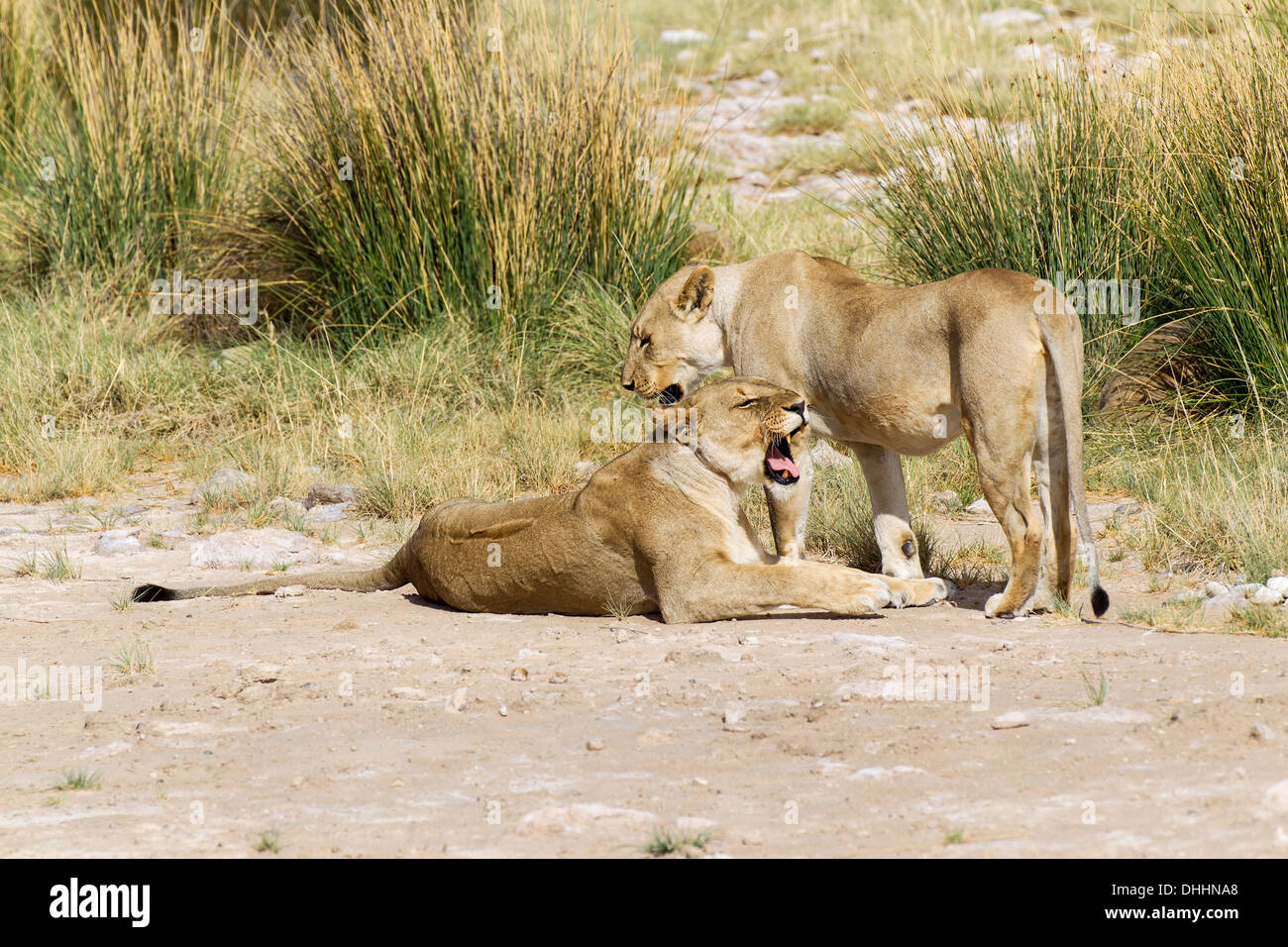 Löwen (Panthera Leo), zwei Löwinnen mit einer anderen liegen verdeckt in der Wiese, Etosha Nationalpark, Namibia Stockfoto